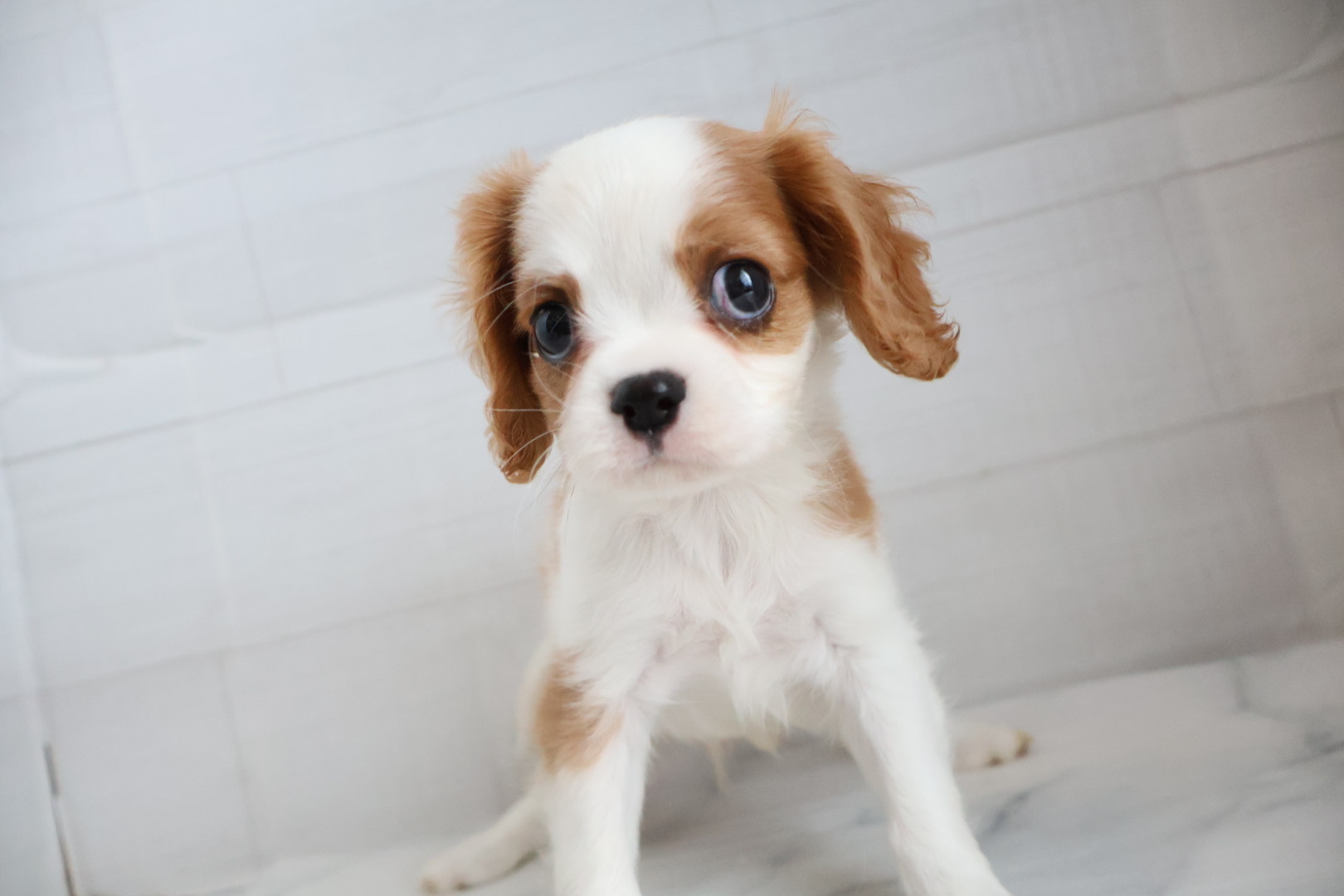キャバリア・キングチャールズ・スパニエル ブレンハイムの子犬｜佐賀 |ペッツメイト佐賀店