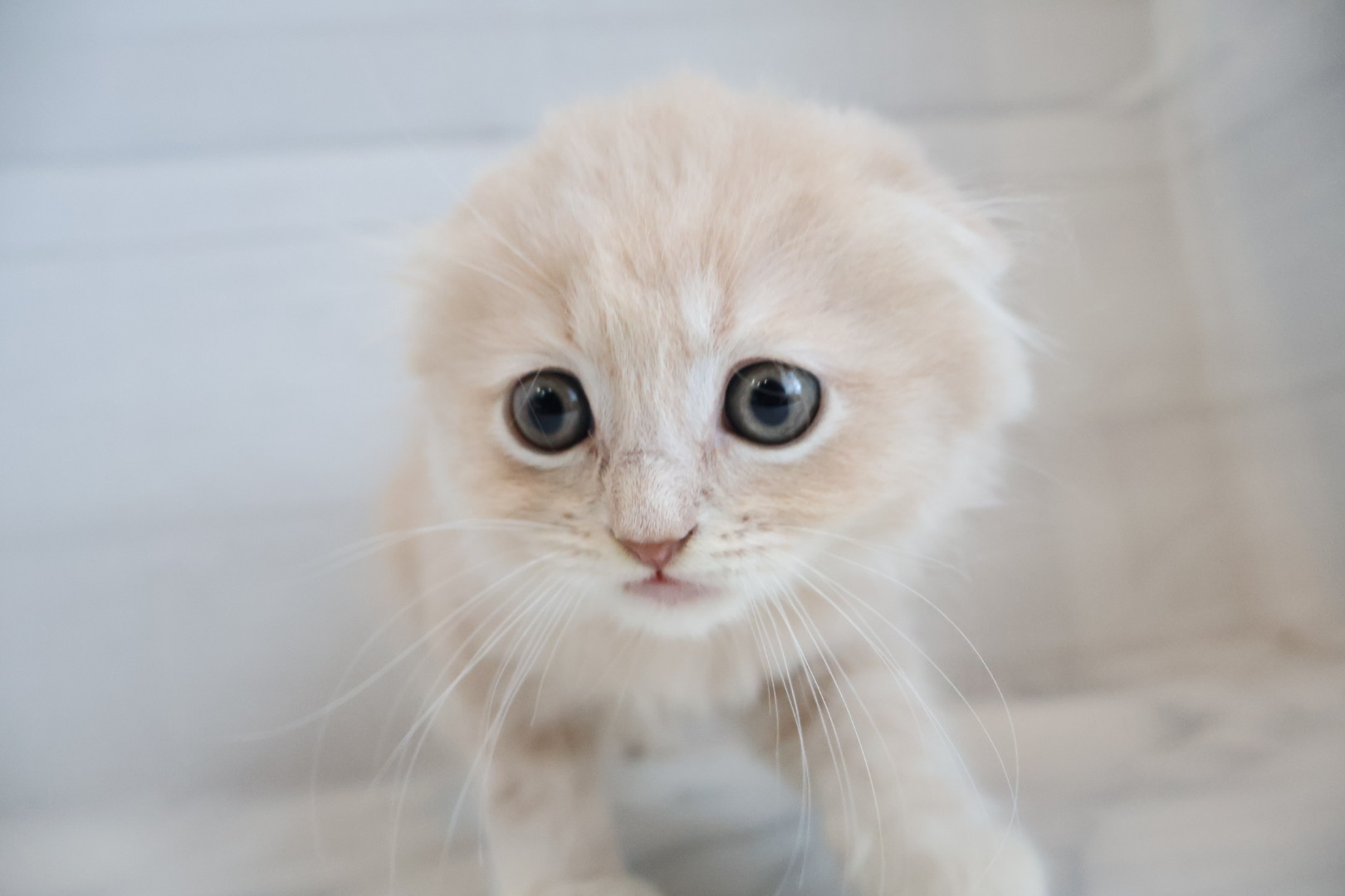 スコティッシュフォールド クリームタビーホワイトの子猫｜佐賀 |ペッツメイト佐賀店