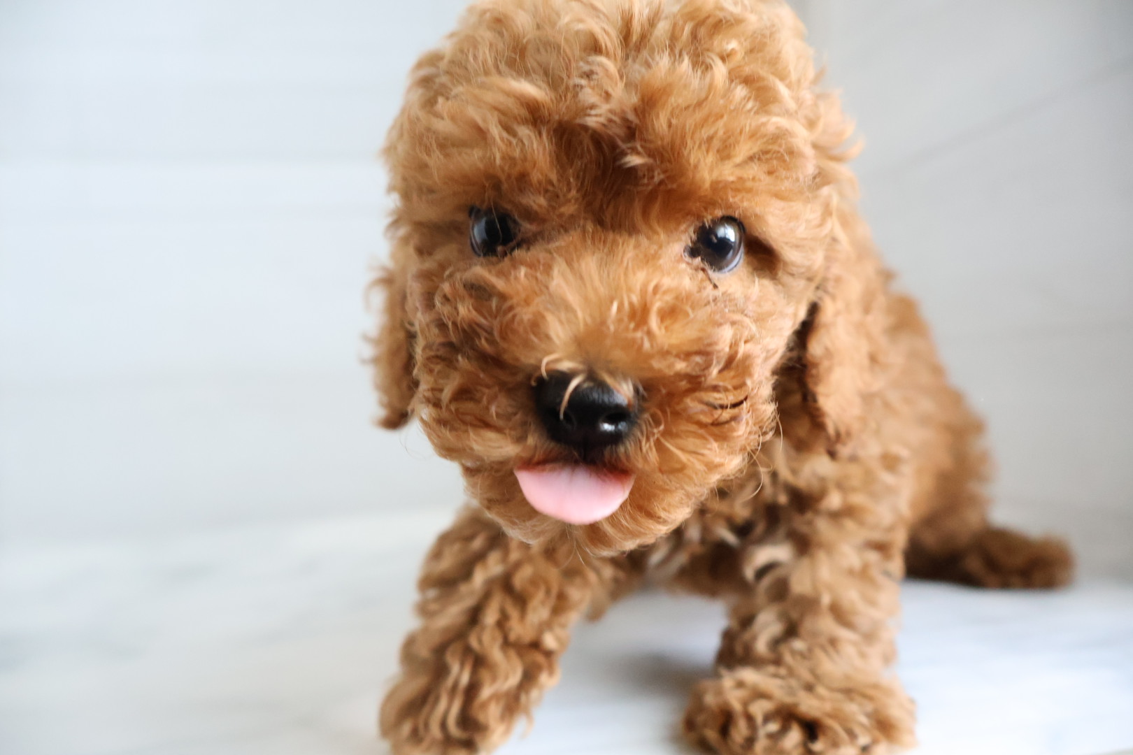 トイプードル レッドの子犬｜佐賀 | ペッツメイトモラージュ佐賀店