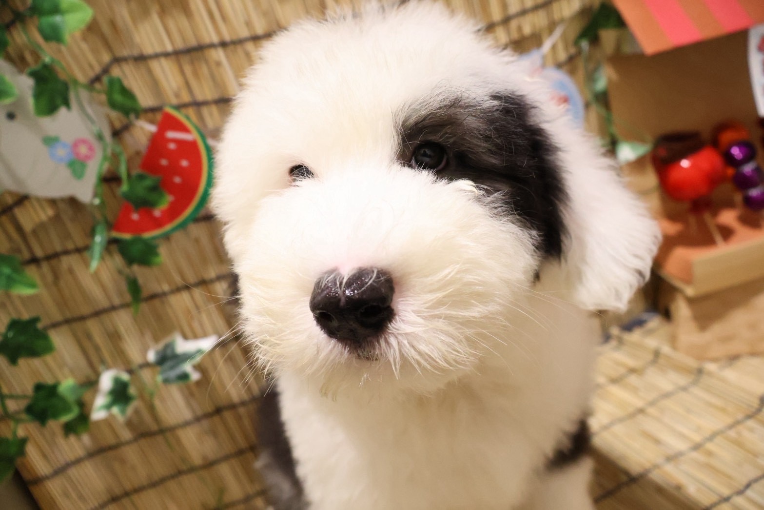 オールド・イングリッシュ・シープドッグ グレーホワイトの子犬｜福岡 | ペッツメイト天神大名店