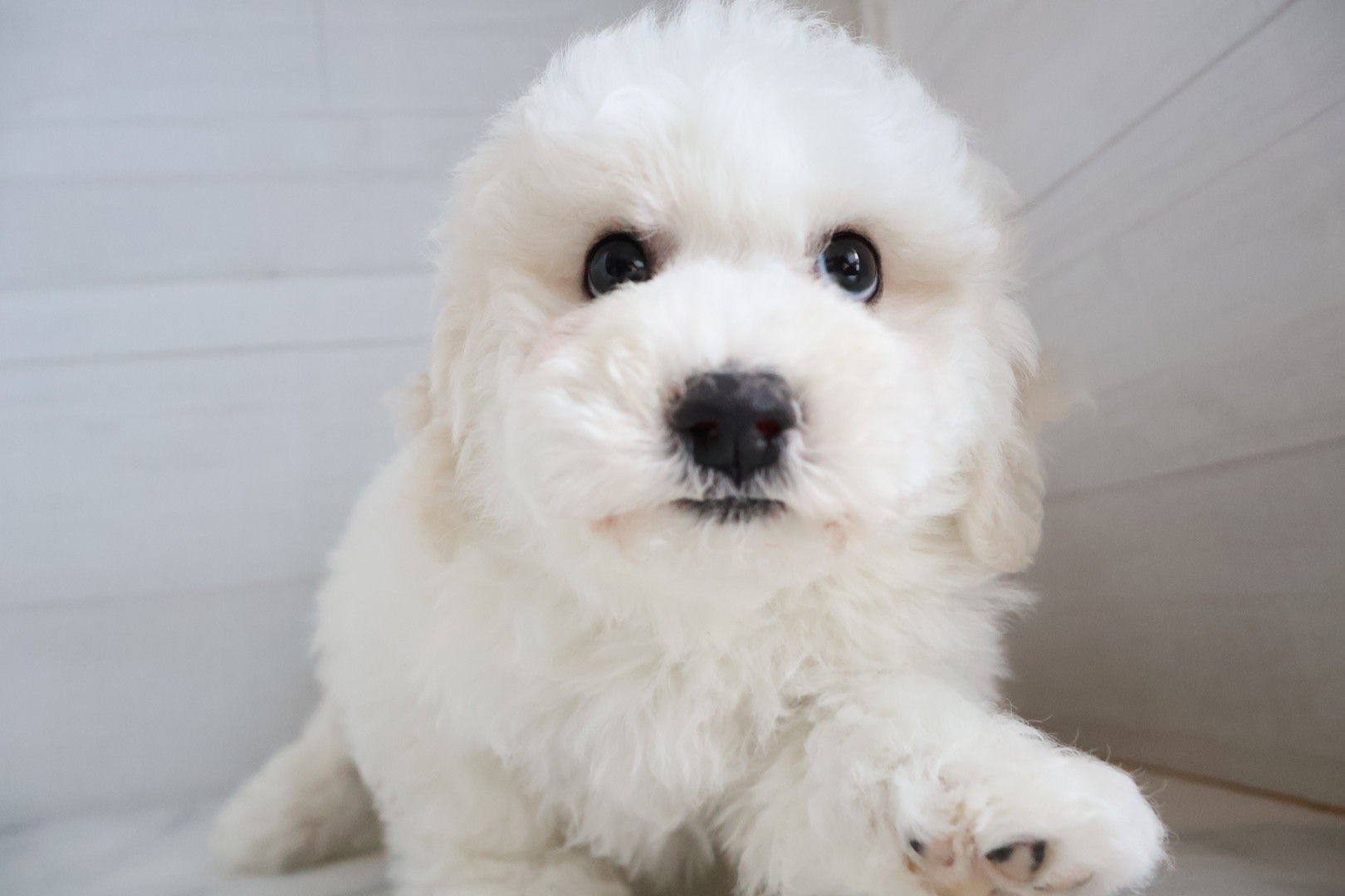 ビションフリーゼ ホワイトの子犬｜福岡 | ペッツメイト天神大名店