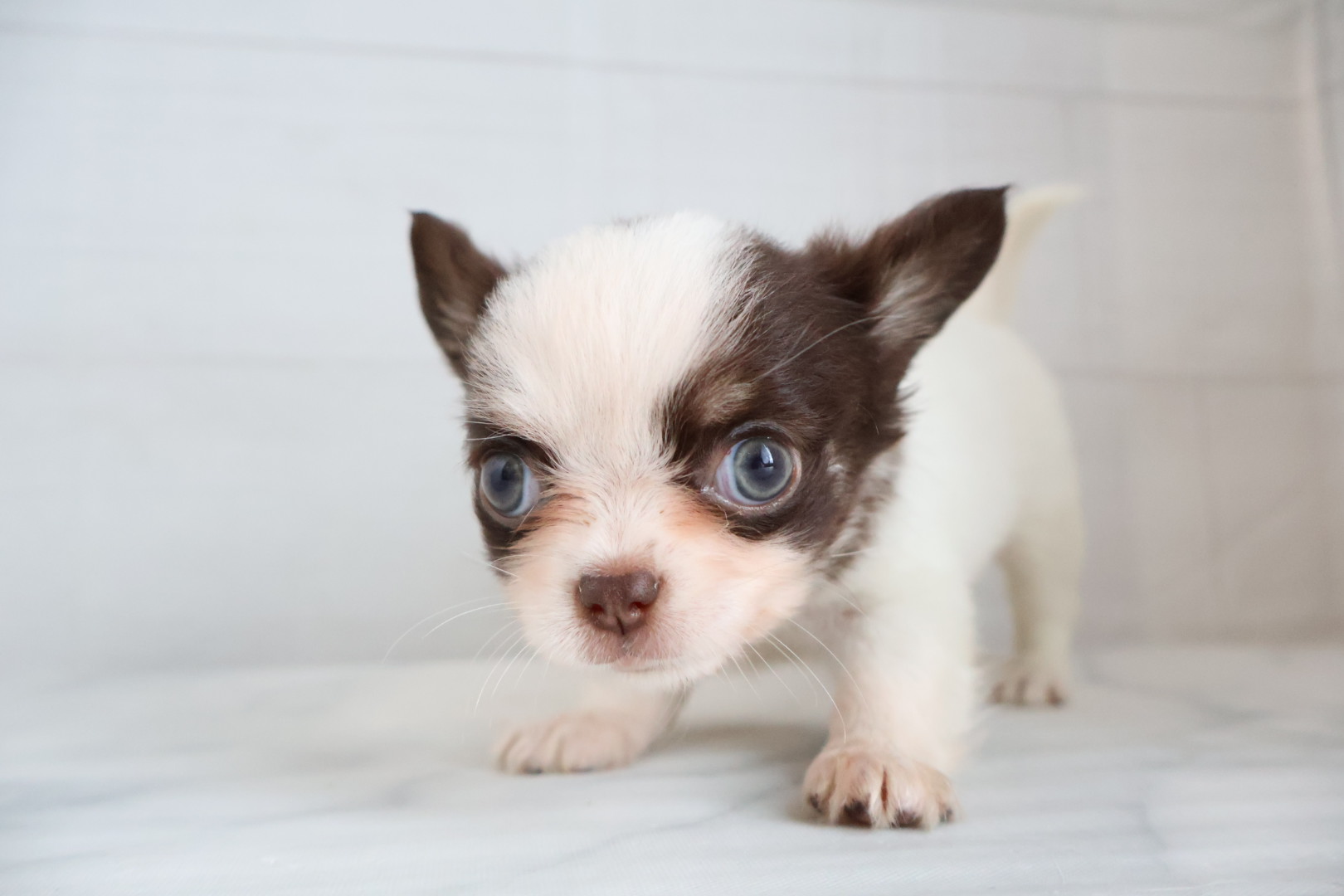 ロングコートチワワ ホワイトチョコレートタンの子犬｜福岡 |ペットアミ甘木店