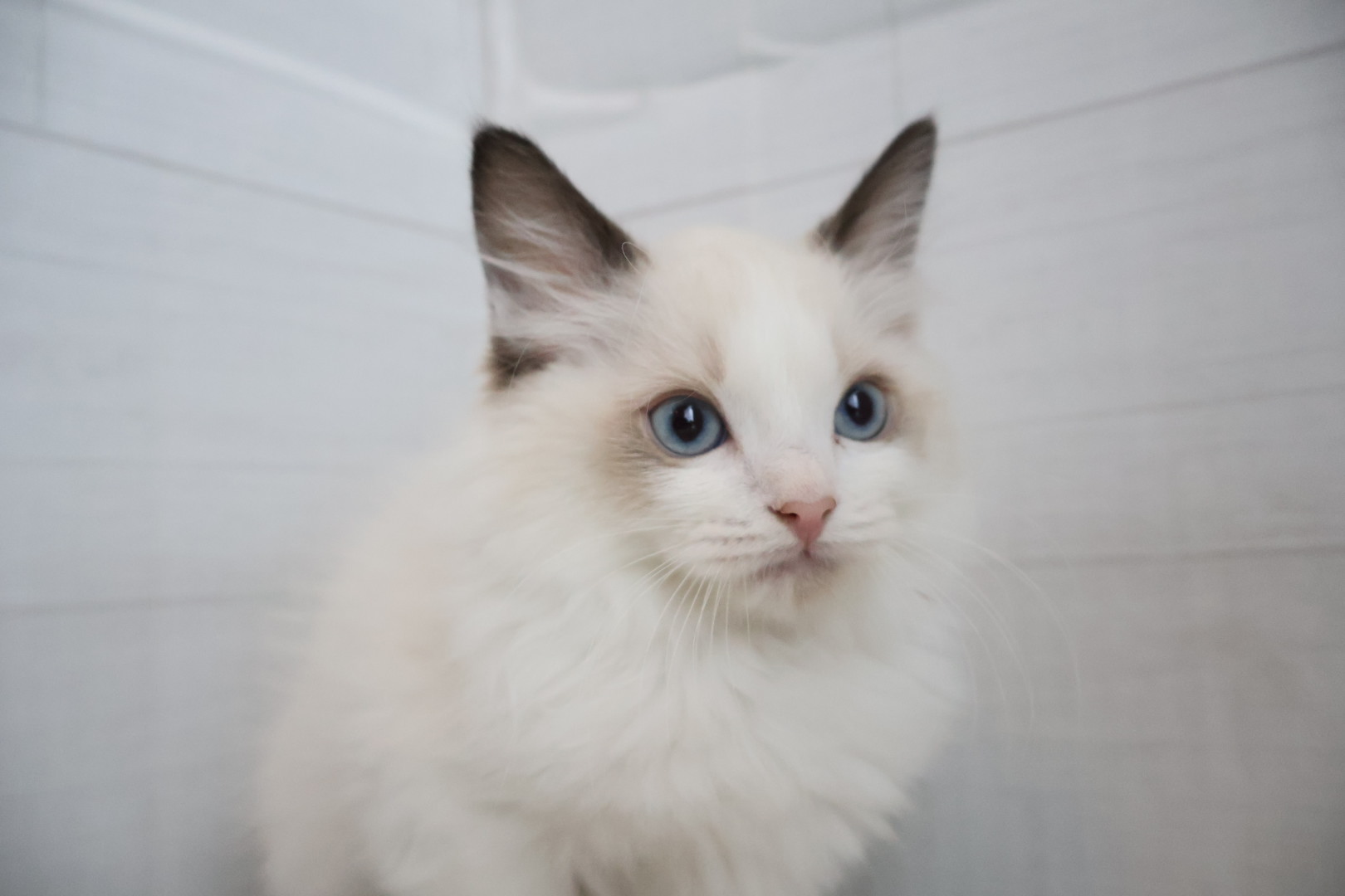 ラグドール シールポイントバイカラーの子猫｜福岡 |ペットアミ甘木店