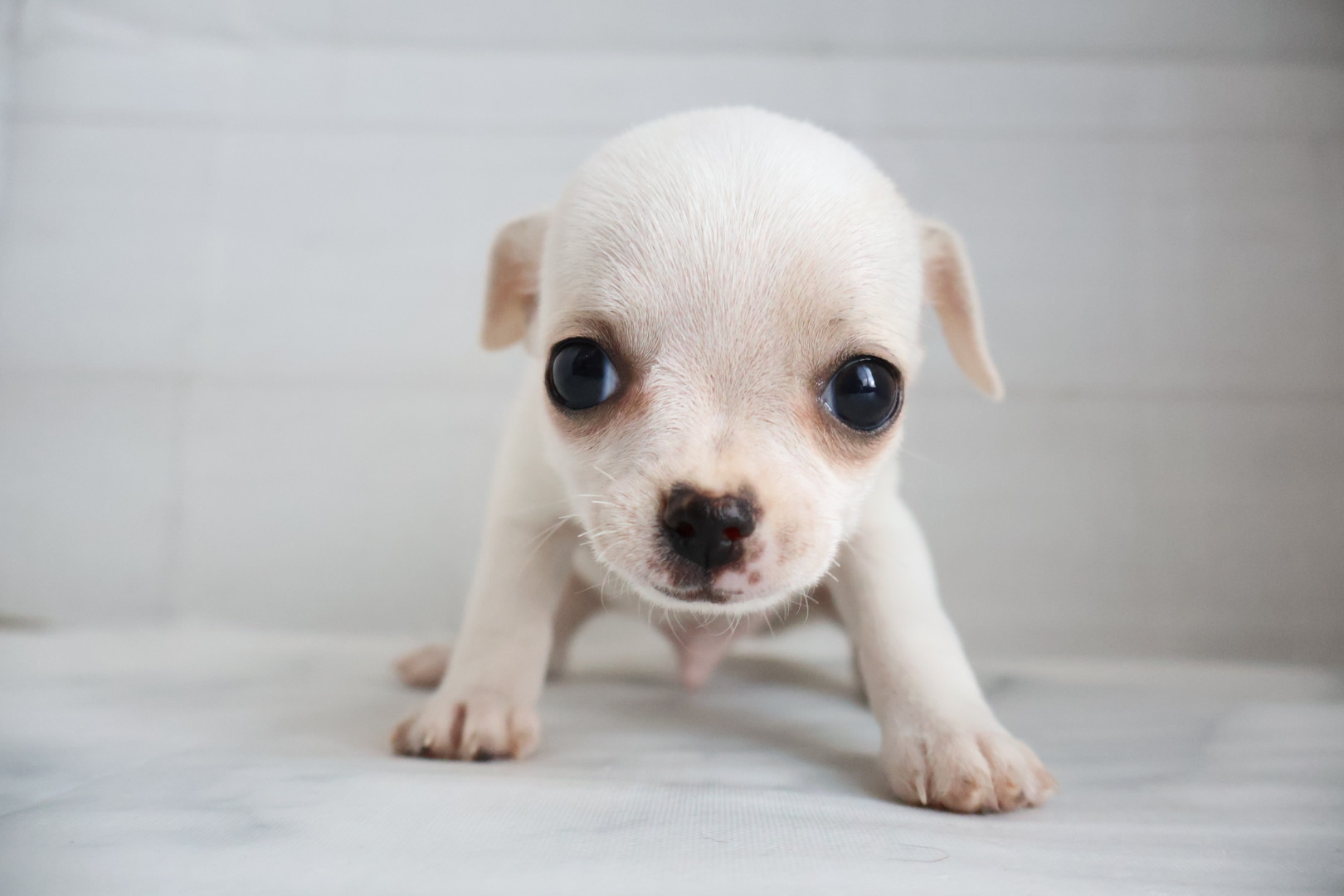 スムースコートチワワ クリームの子犬｜宮崎 | ペッツメイトイオン都城店