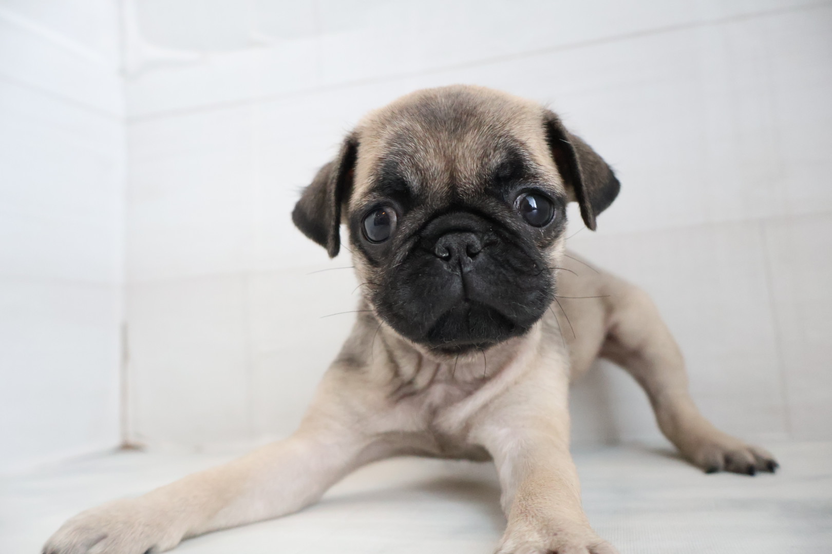 パグ フォーンの子犬｜佐賀 |ペッツメイト佐賀店