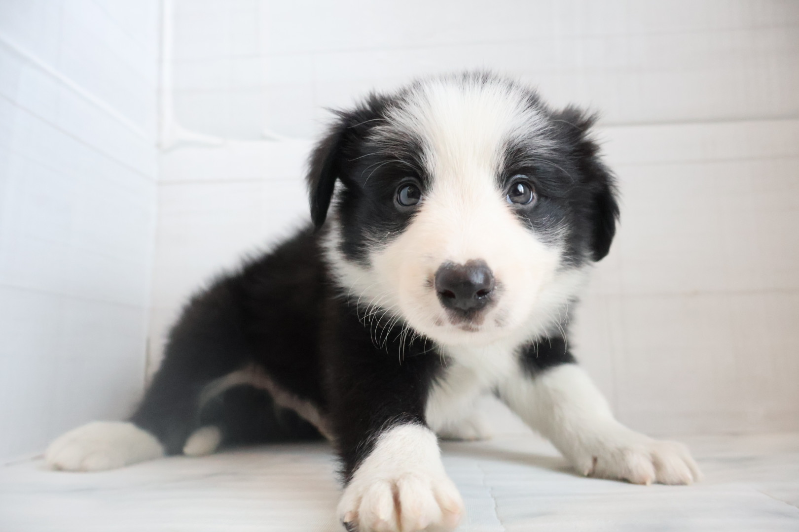 ボーダーコリー ブラックホワイトの子犬｜佐賀 |ペッツメイト佐賀店