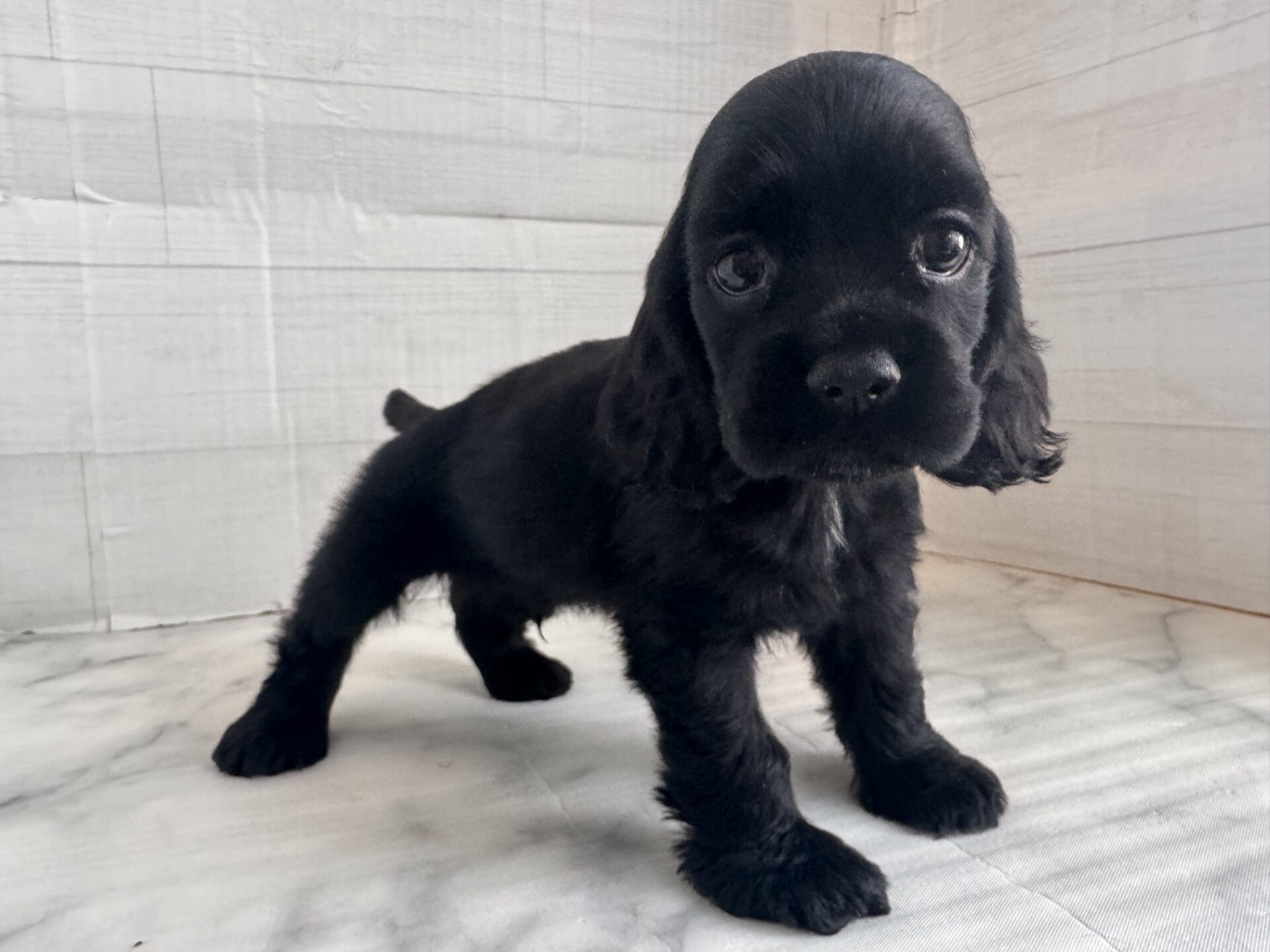 アメリカン・コッカー・スパニエル ブラックの子犬｜宮崎 | ペッツメイトイオン都城店