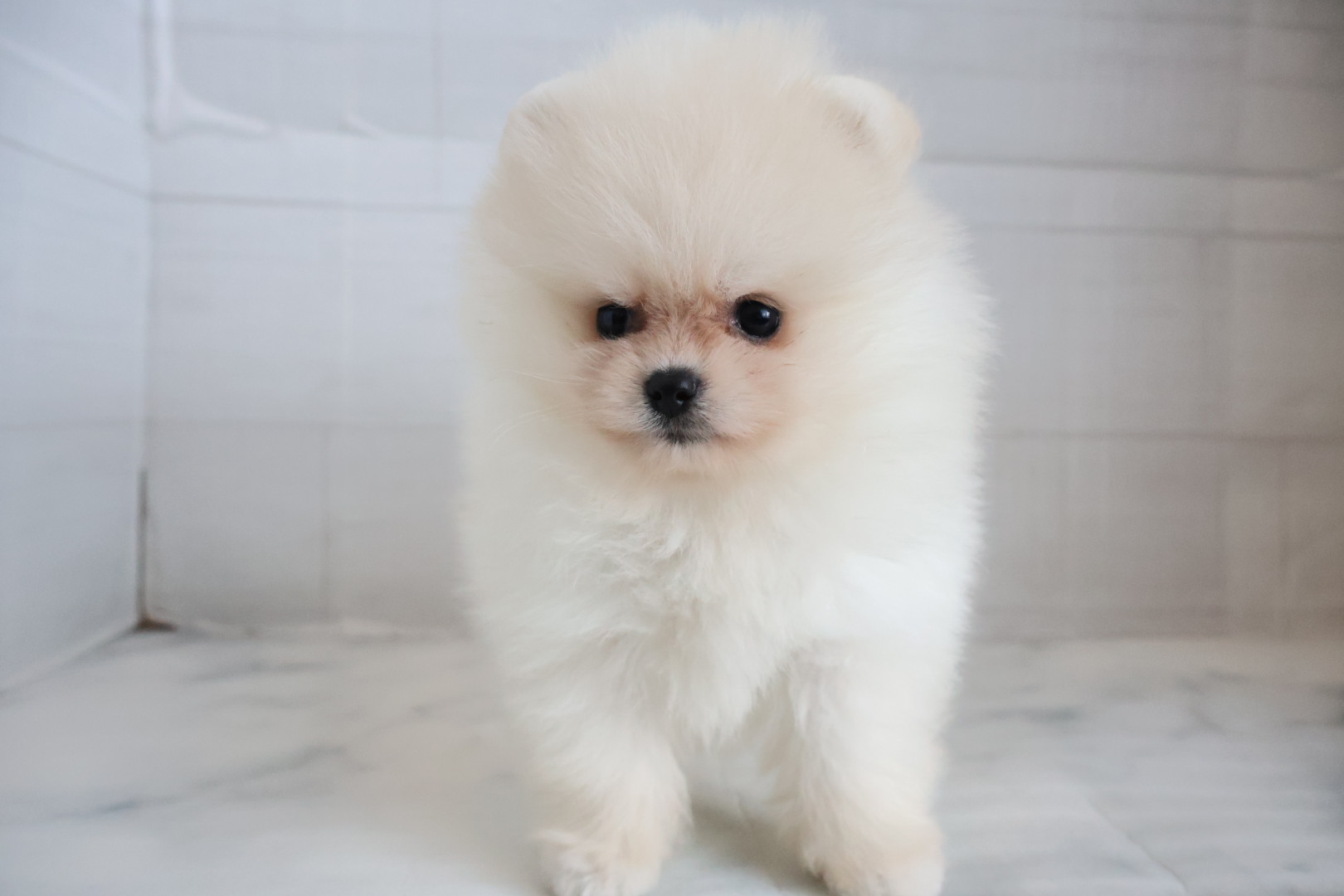 ポメラニアン クリームの子犬｜福岡 |ペッツメイトイオン乙金店