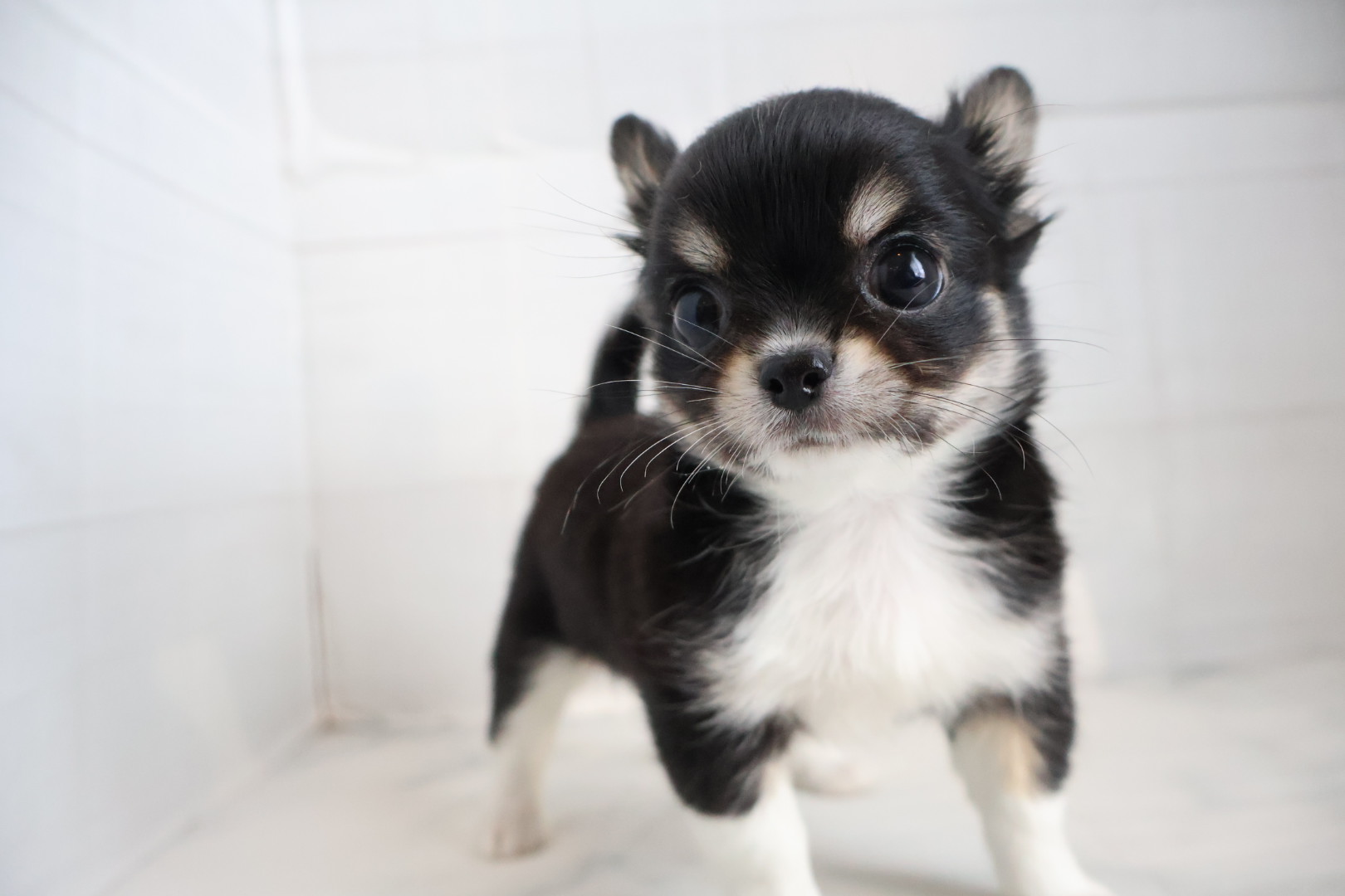 ロングコートチワワ ブラックタンホワイトの子犬｜佐賀 | ペッツメイトモラージュ佐賀店