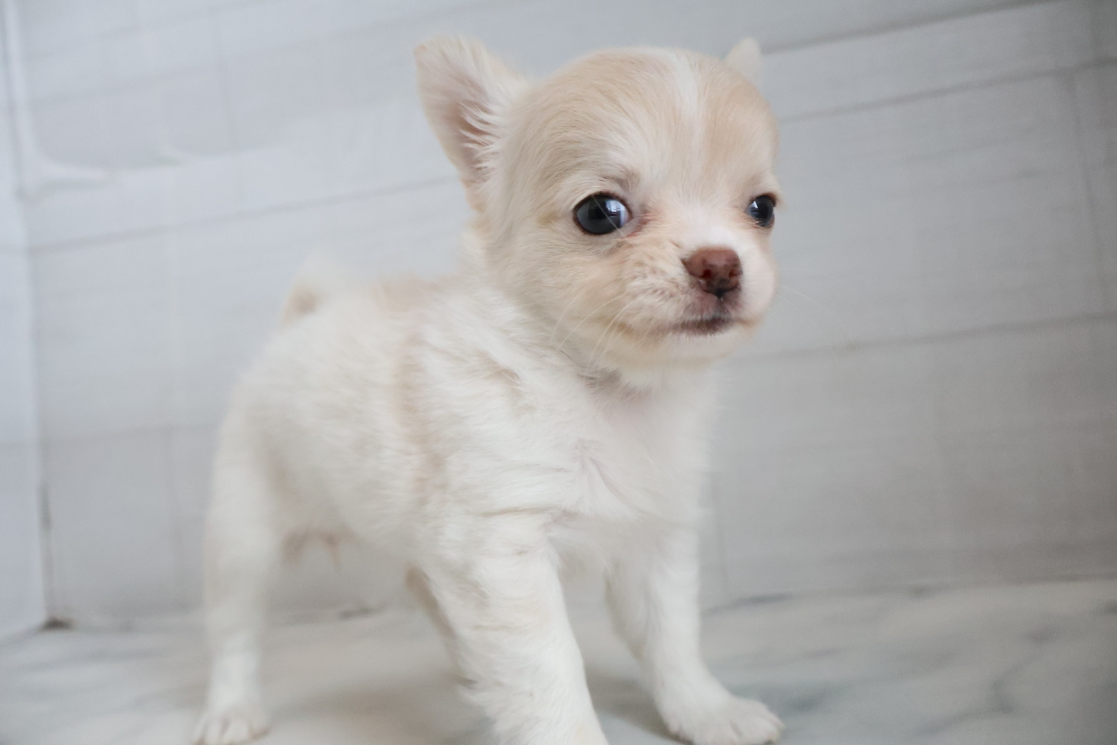ロングコートチワワ クリームの子犬｜佐賀 |ペッツメイト佐賀店
