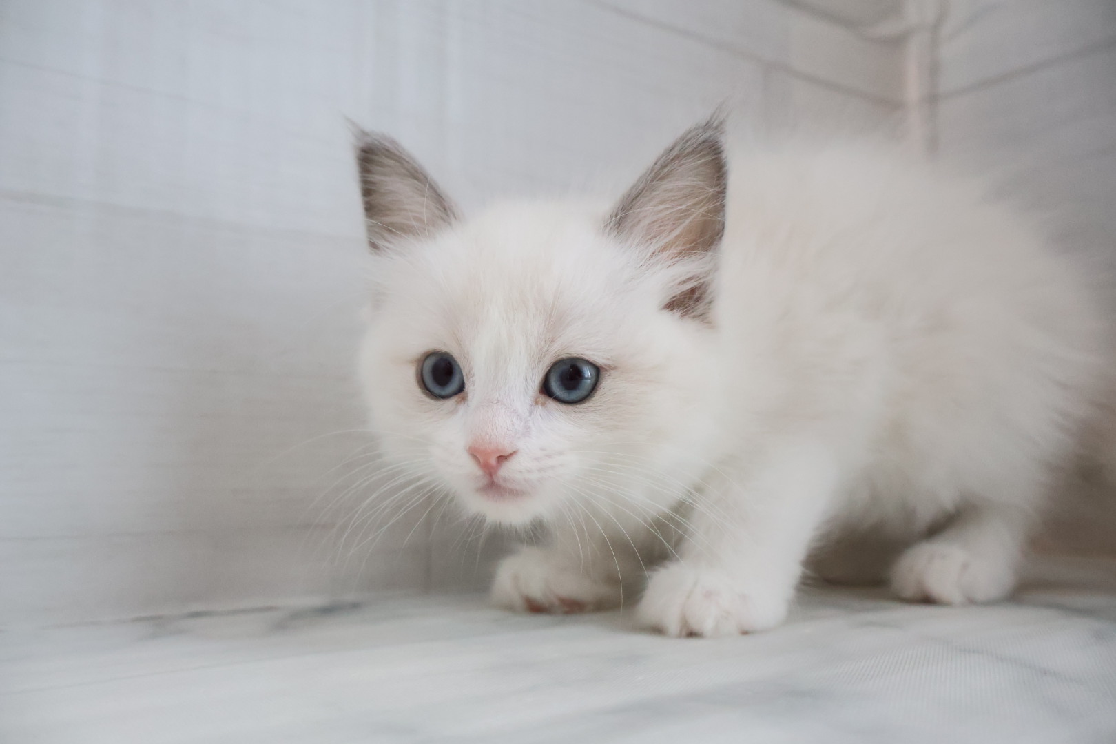 ラグドール ブルーポイントバイカラーの子猫｜宮崎 | ペッツメイトイオン都城店