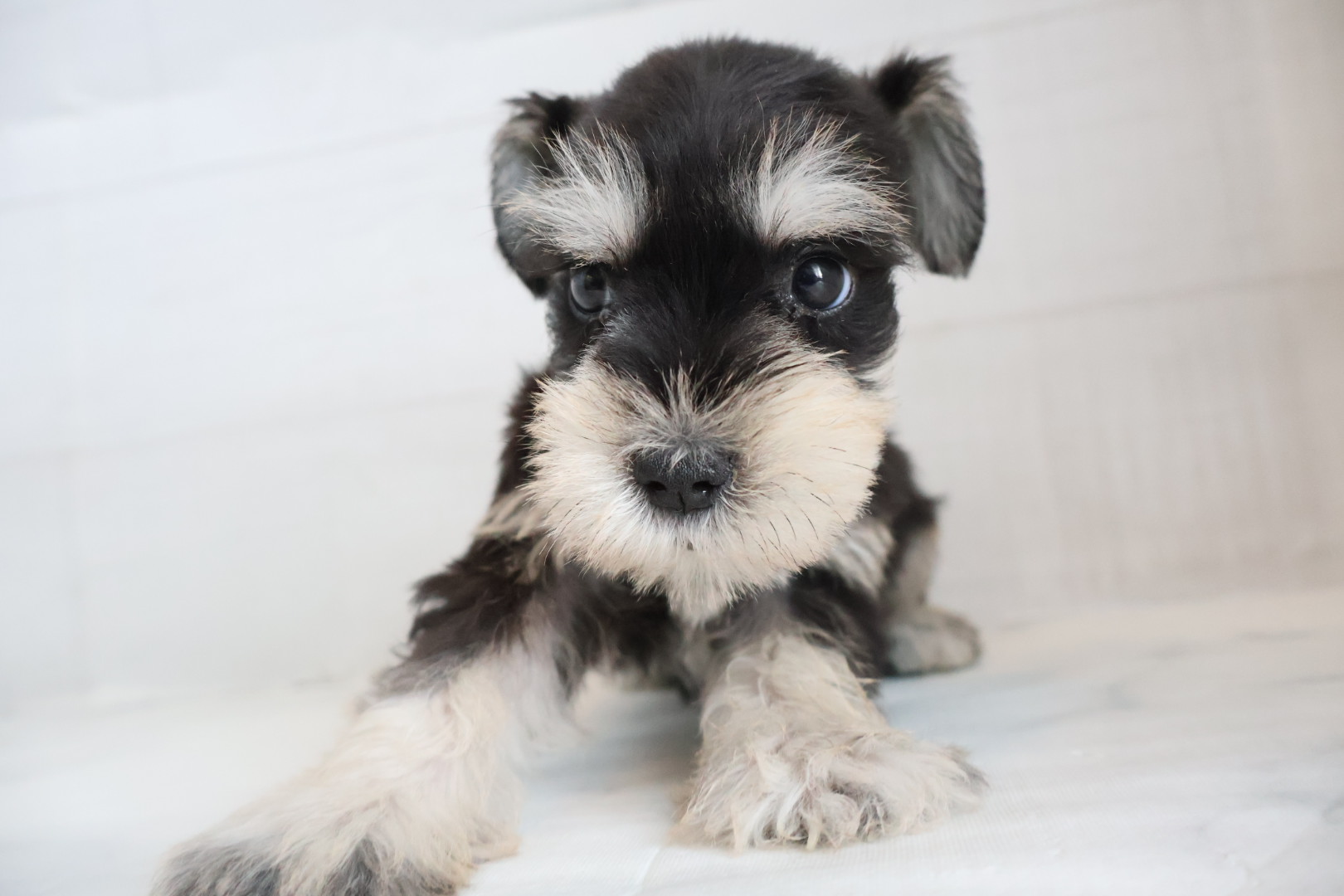 ミニチュアシュナウザー ブラックシルバーの子犬｜宮崎 | ペッツメイトイオン都城店