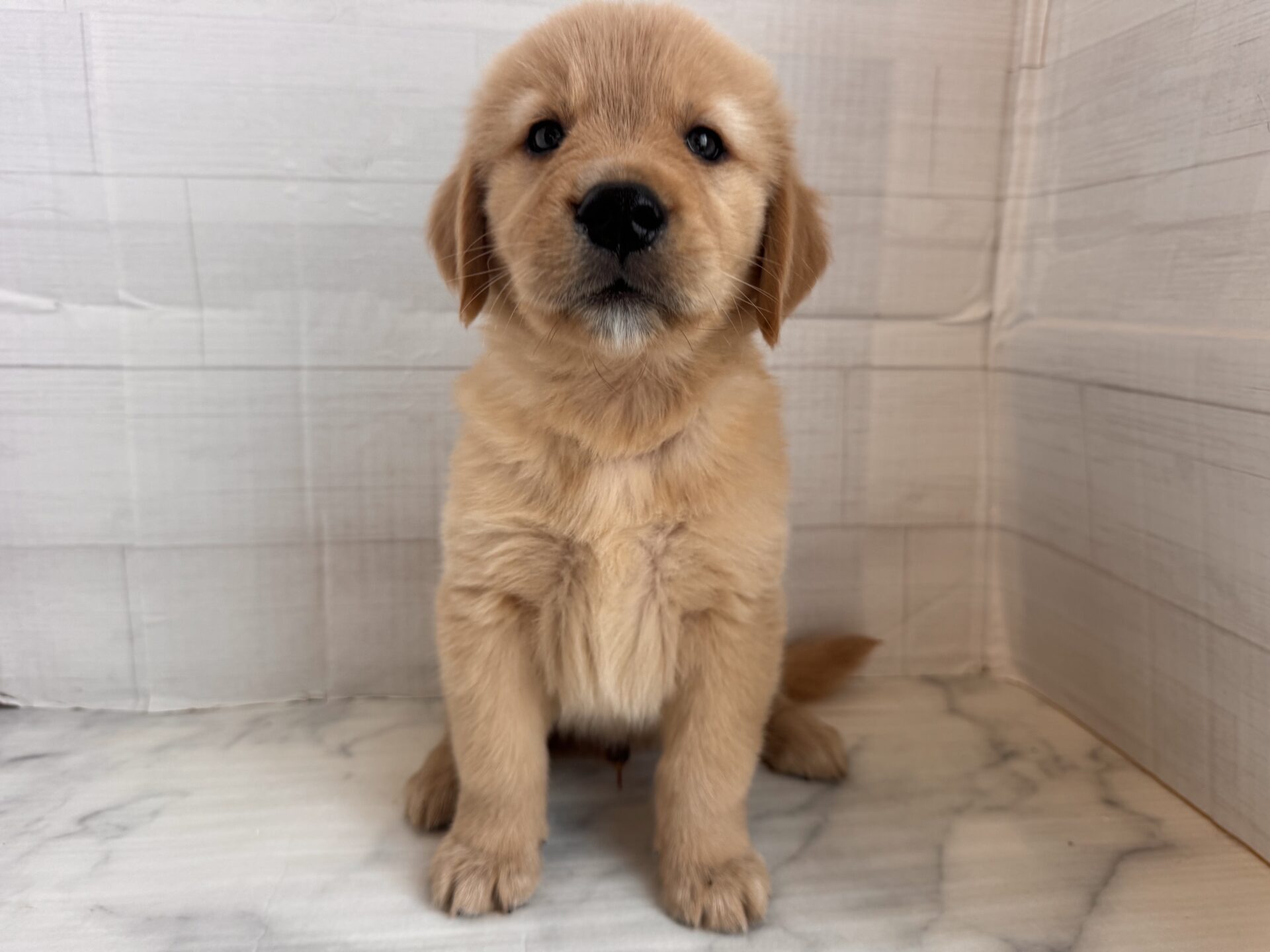 ゴールデンレトリーバー ゴールドの子犬｜福岡 |ペッツメイトイオン小郡店