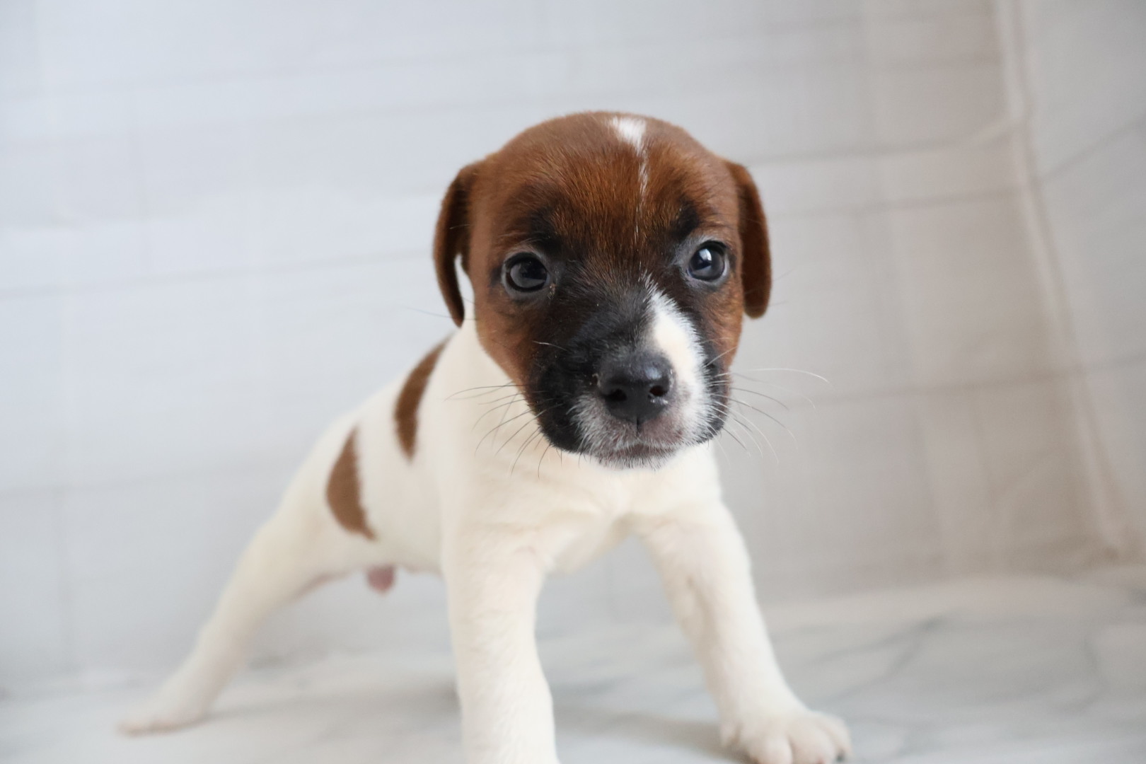 ジャックラッセルテリア タンホワイトの子犬｜宮崎 | ペッツメイト宮交シティ店