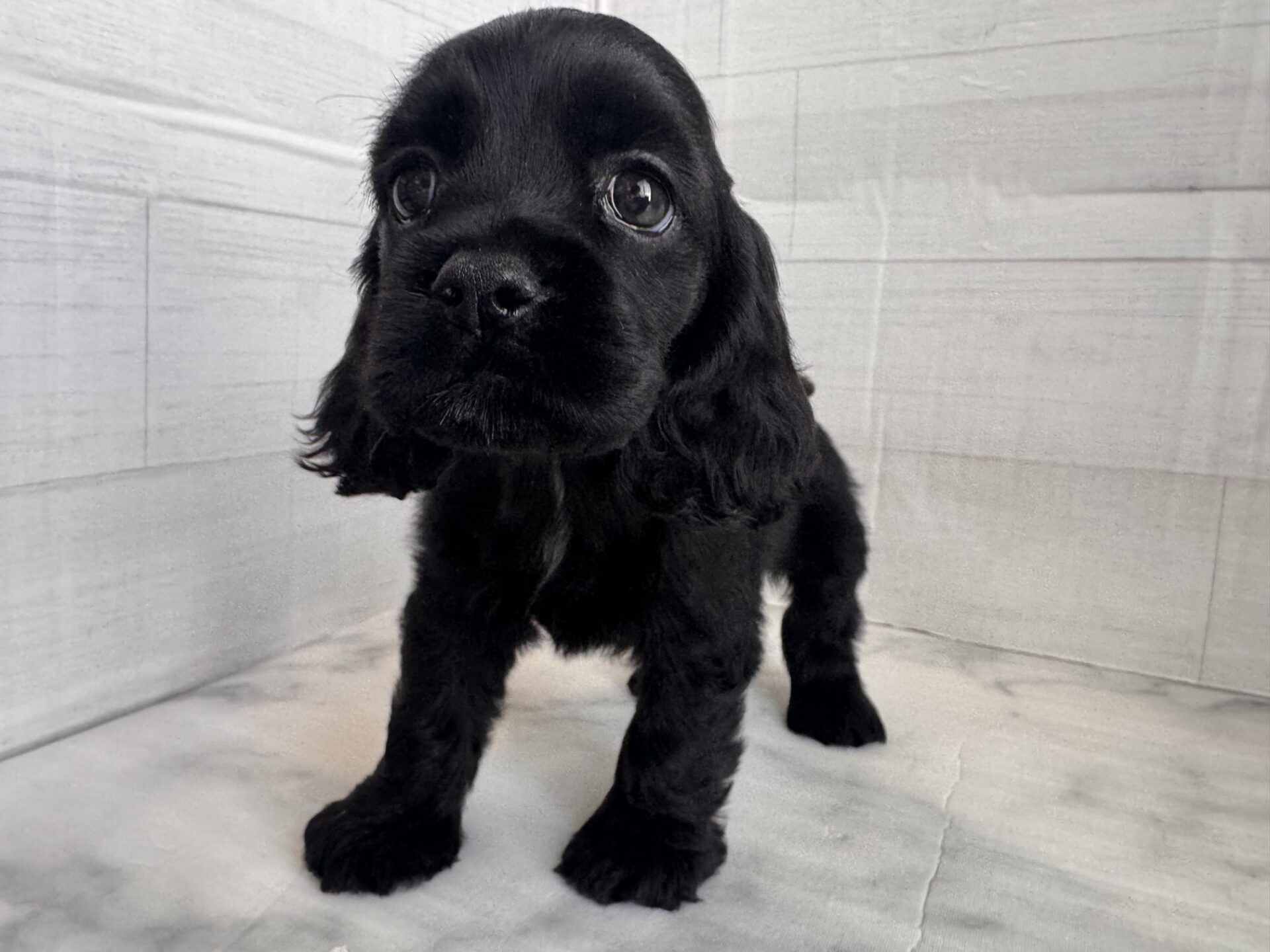 アメリカン・コッカー・スパニエル ブラックの子犬｜宮崎 | ペッツメイトイオン都城店