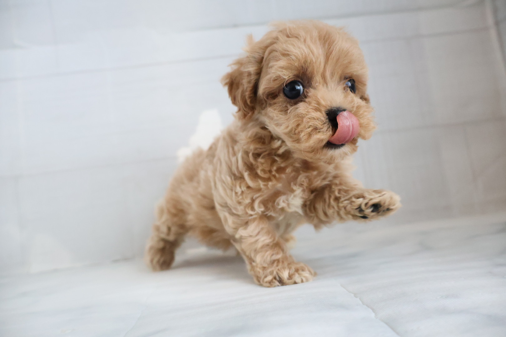 MIX(マルチーズ×トイプードル) クリームの子犬｜宮崎 | ペッツメイトイオン都城店