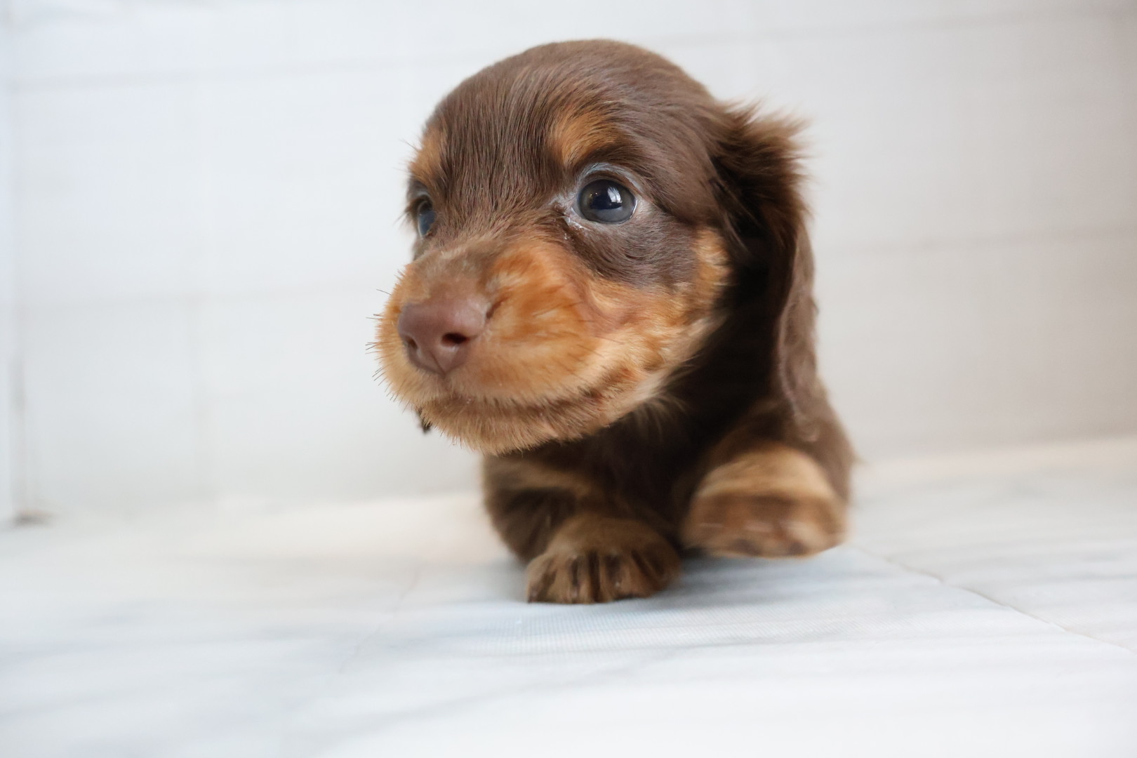 ミニチュアダックスフンド チョコレートタンの子犬｜福岡 |ペットアミ甘木店