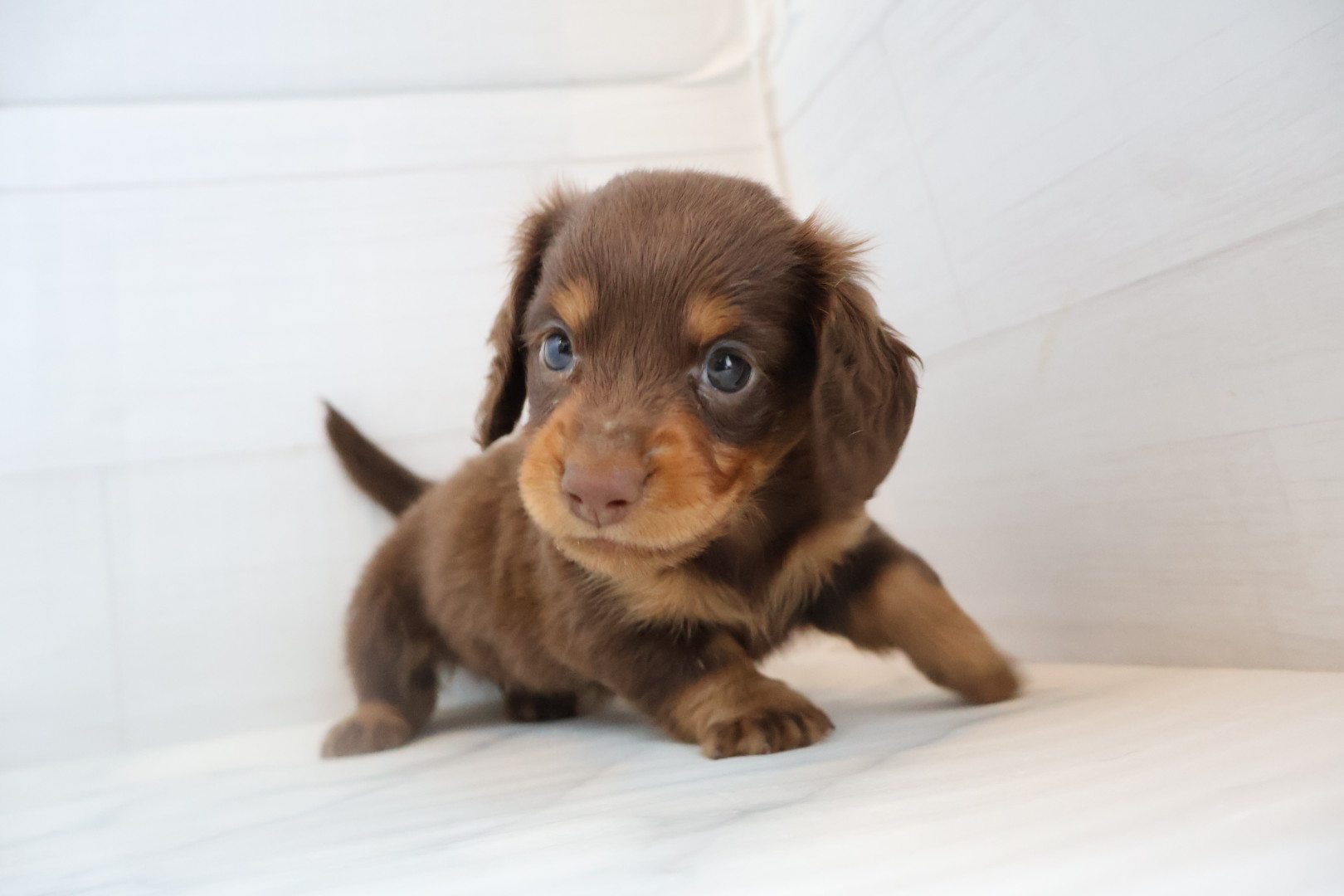 ミニチュアダックスフンド チョコレートタンの子犬｜福岡 |ペットアミ甘木店