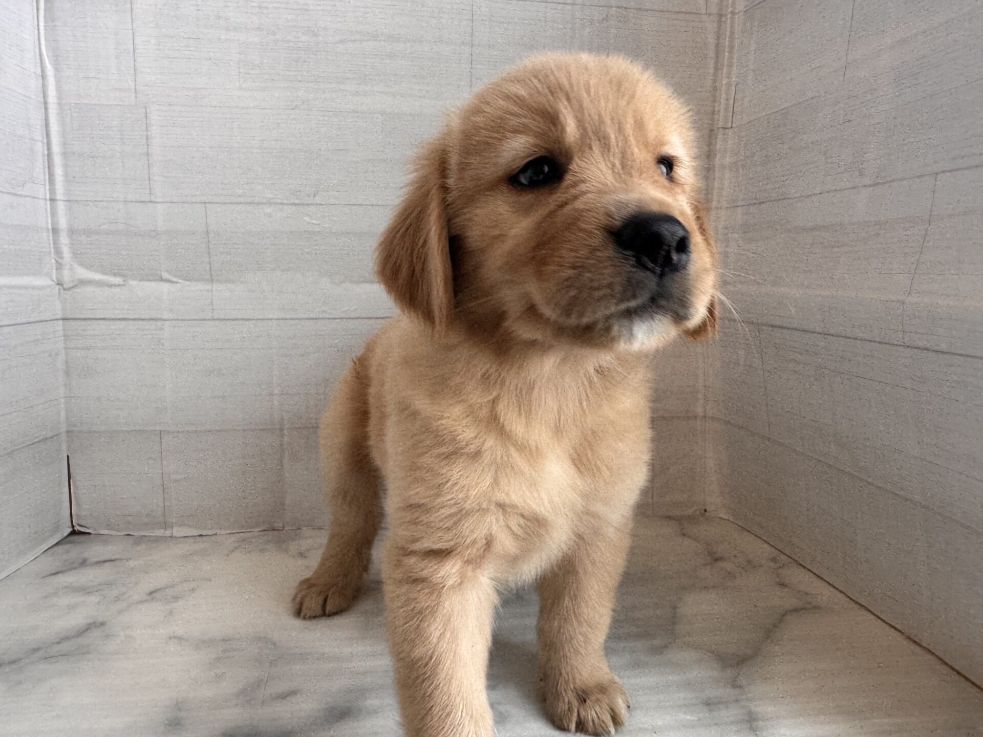 ゴールデンレトリーバー ゴールドの子犬｜福岡 |ペッツメイトイオン小郡店