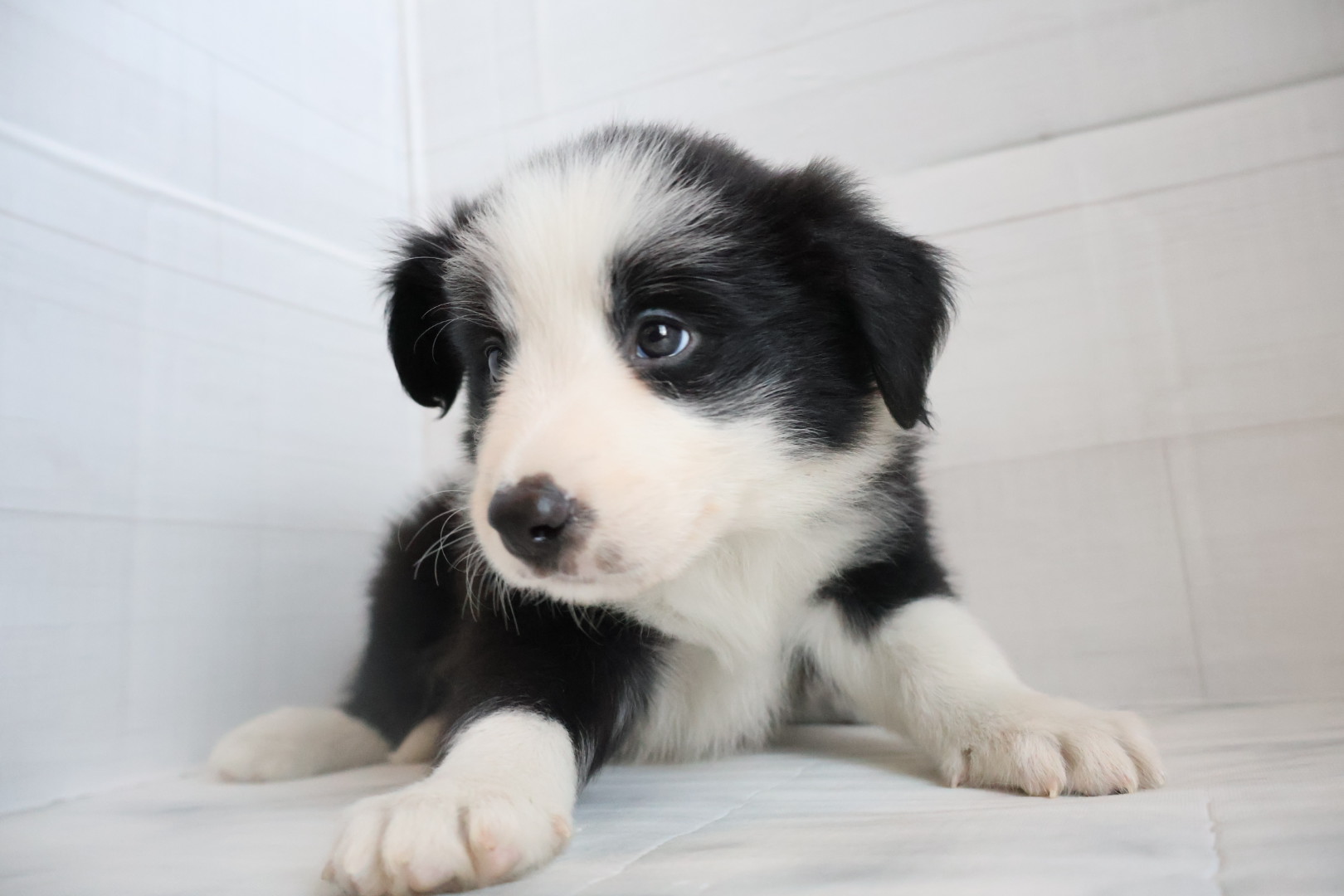 ボーダーコリー ブラックホワイトの子犬｜佐賀 |ペッツメイト佐賀店