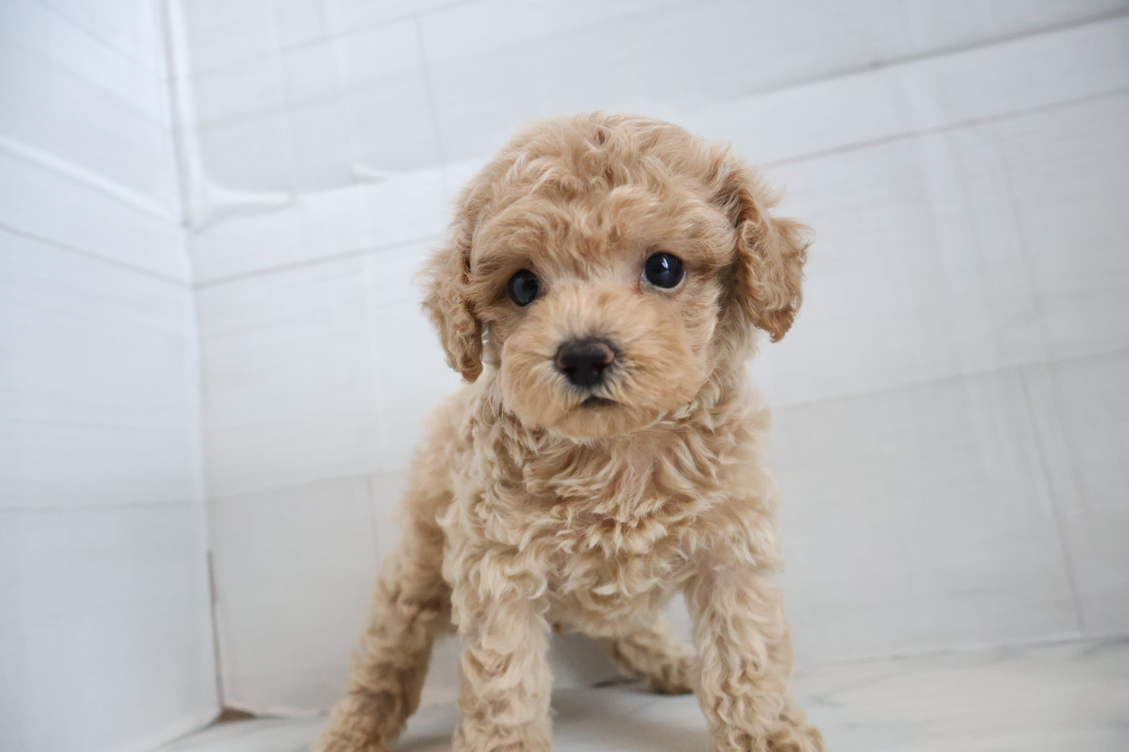 トイプードル クリームの子犬｜福岡 | ペッツメイト天神大名店
