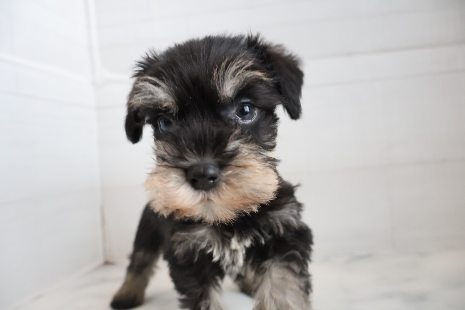 ミニチュアシュナウザー ブラックシルバーの子犬｜宮崎 | ペッツメイトイオン都城店
