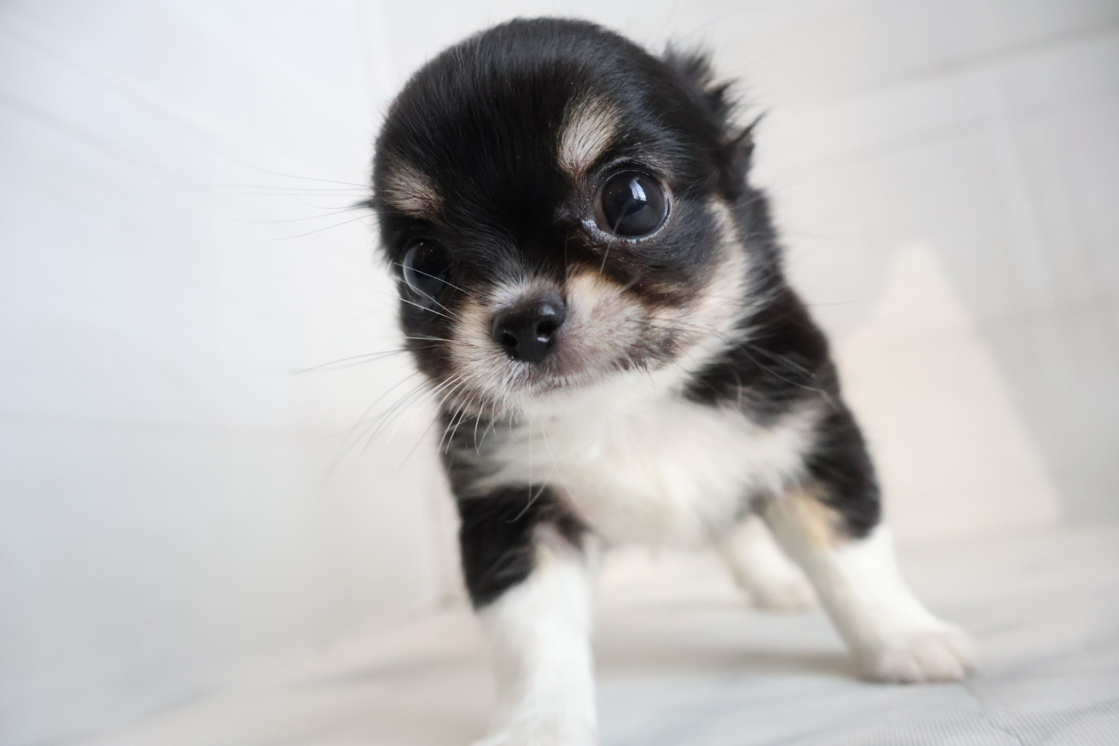 ロングコートチワワ ブラックタンホワイトの子犬｜佐賀 | ペッツメイトモラージュ佐賀店