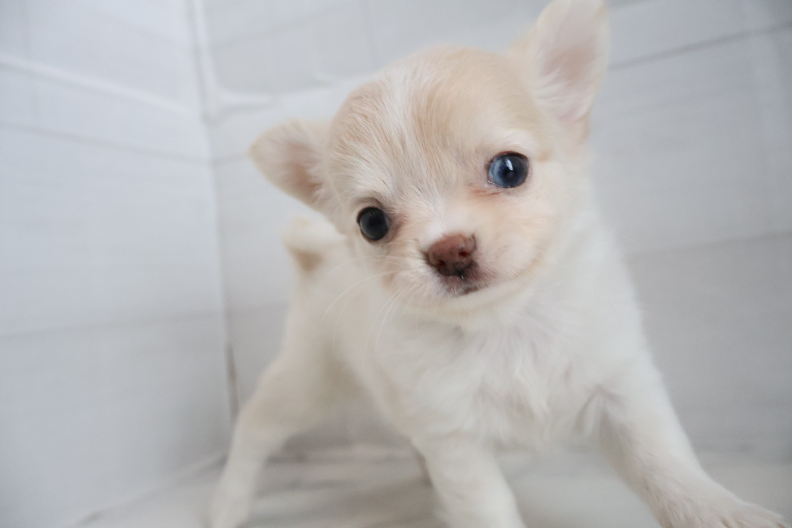 ロングコートチワワ クリームの子犬｜佐賀 |ペッツメイト佐賀店