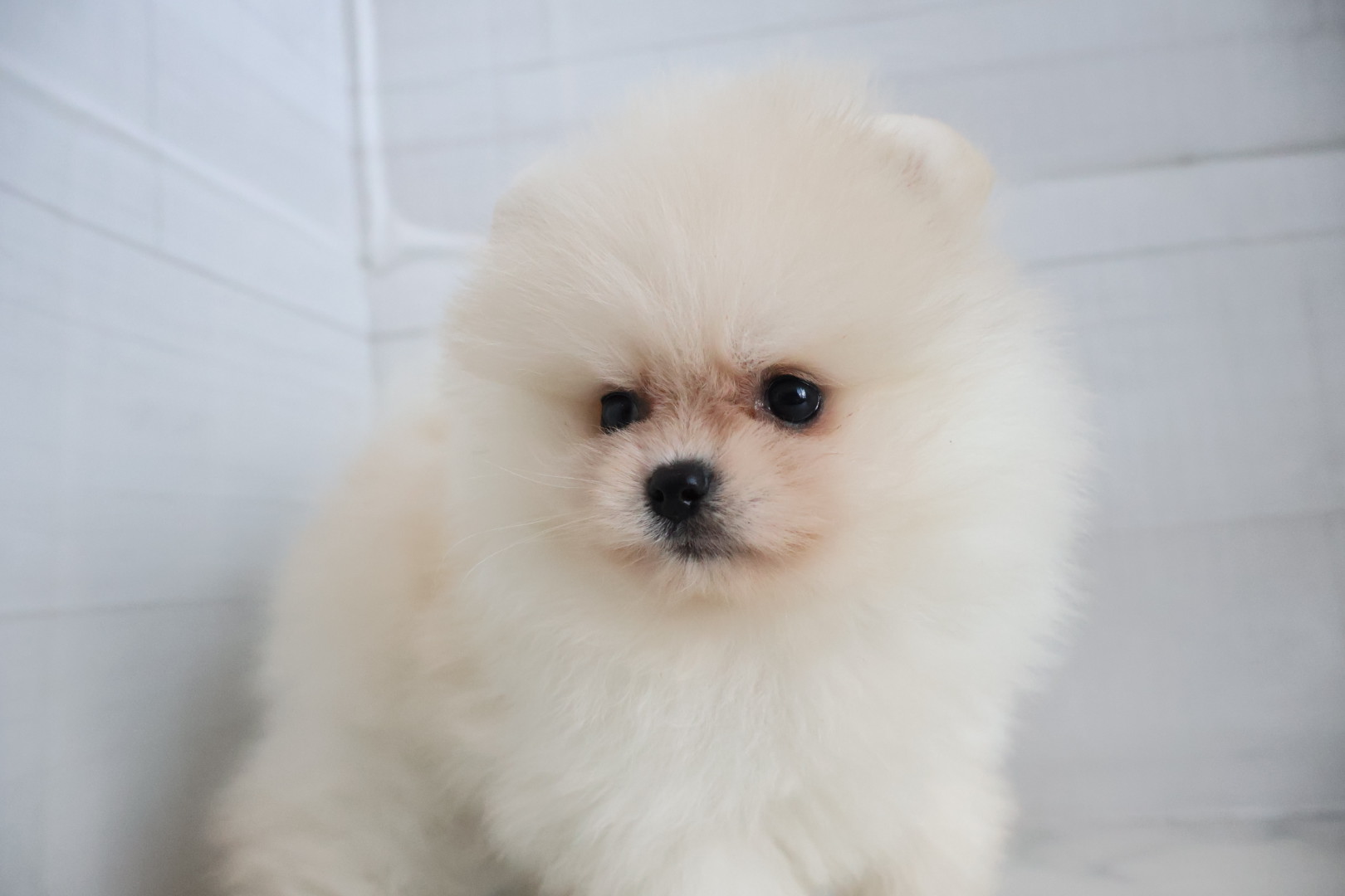ポメラニアン クリームの子犬｜福岡 |ペッツメイトイオン乙金店