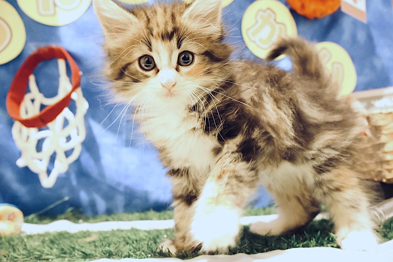 ノルウェージャン・フォレスト・キャット キャリコの子猫｜佐賀 |ペッツメイト佐賀店