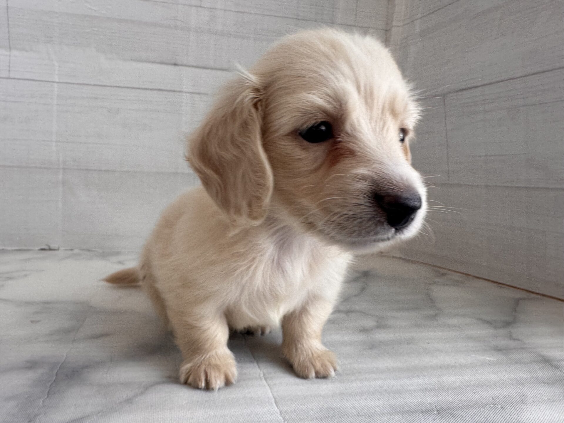 ミニチュアダックスフンド イエローの子犬｜佐賀 |ペッツメイト佐賀店