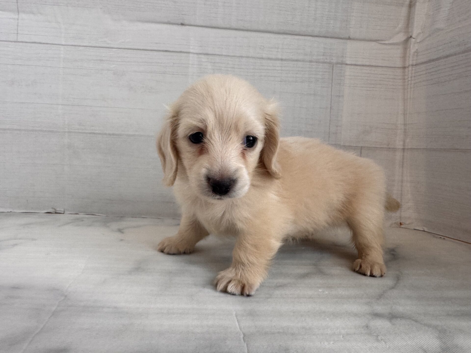 ミニチュアダックスフンド イエローの子犬｜佐賀 |ペッツメイト佐賀店