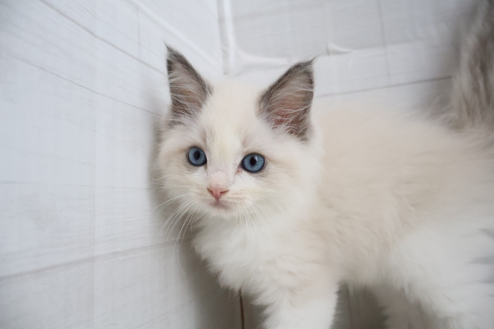 ラグドール ブルーポイントバイカラーの子猫｜佐賀 |ペッツメイト佐賀店