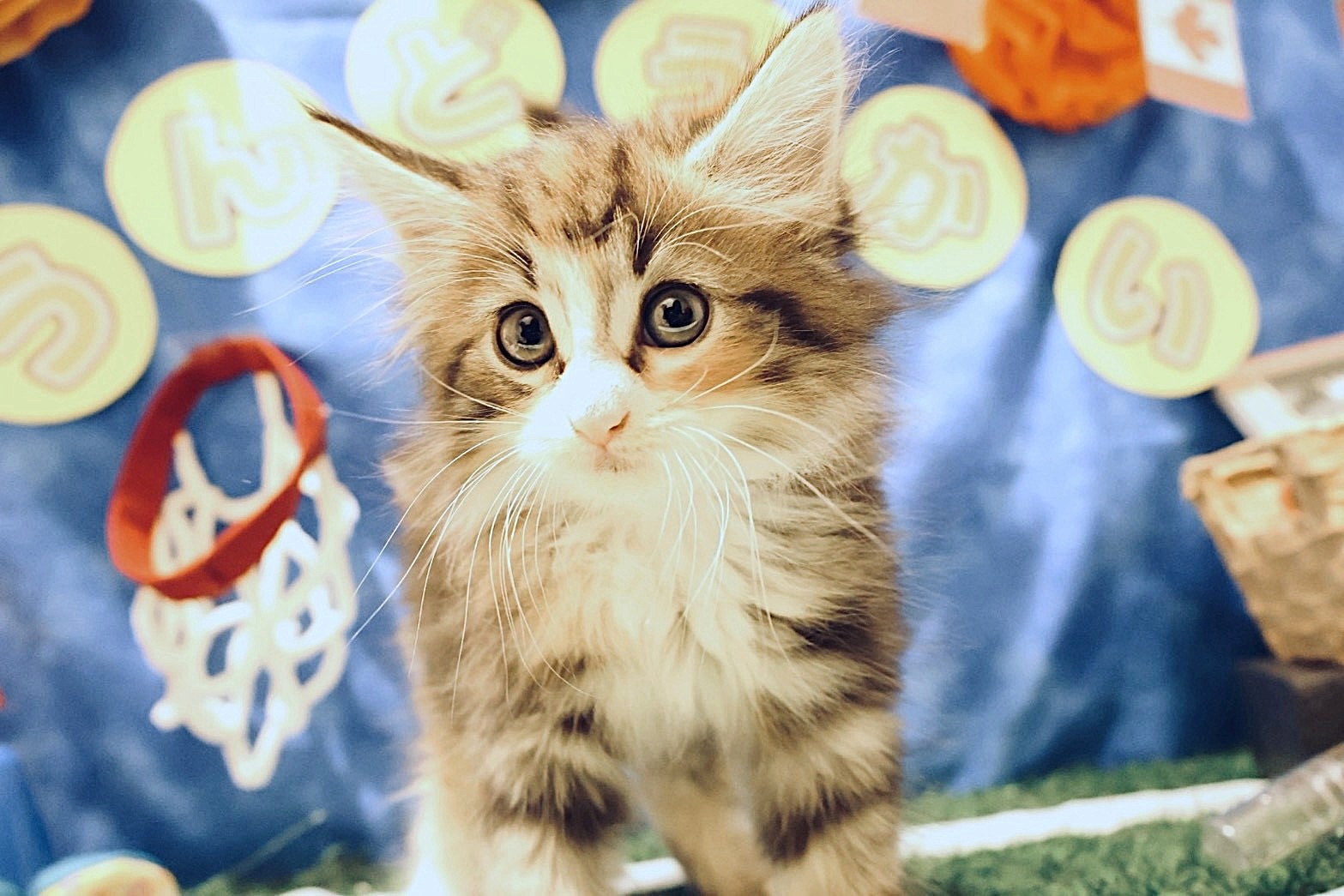 ノルウェージャン・フォレスト・キャット キャリコの子猫｜佐賀 |ペッツメイト佐賀店