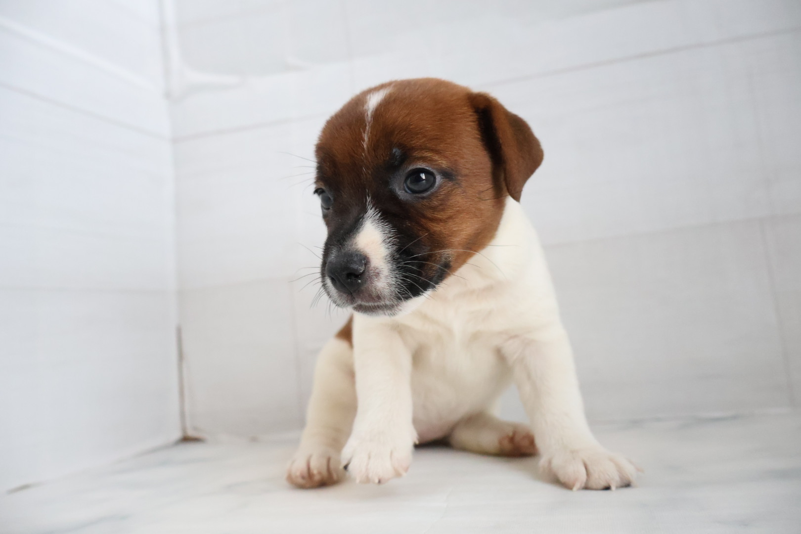 ジャックラッセルテリア タンホワイトの子犬｜宮崎 | ペッツメイト宮交シティ店