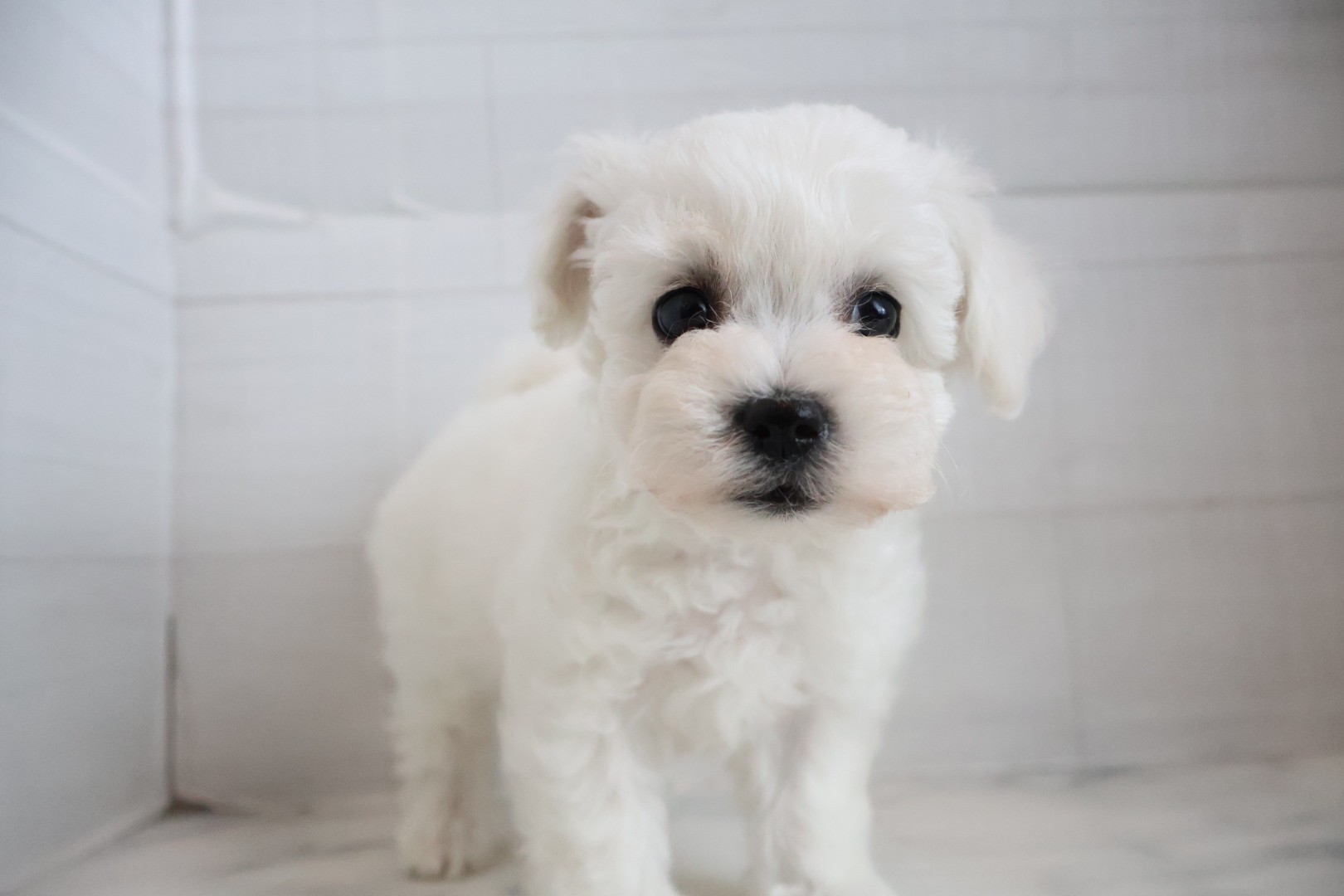 ビションフリーゼ ホワイトの子犬｜佐賀 | ペッツメイトモラージュ佐賀店