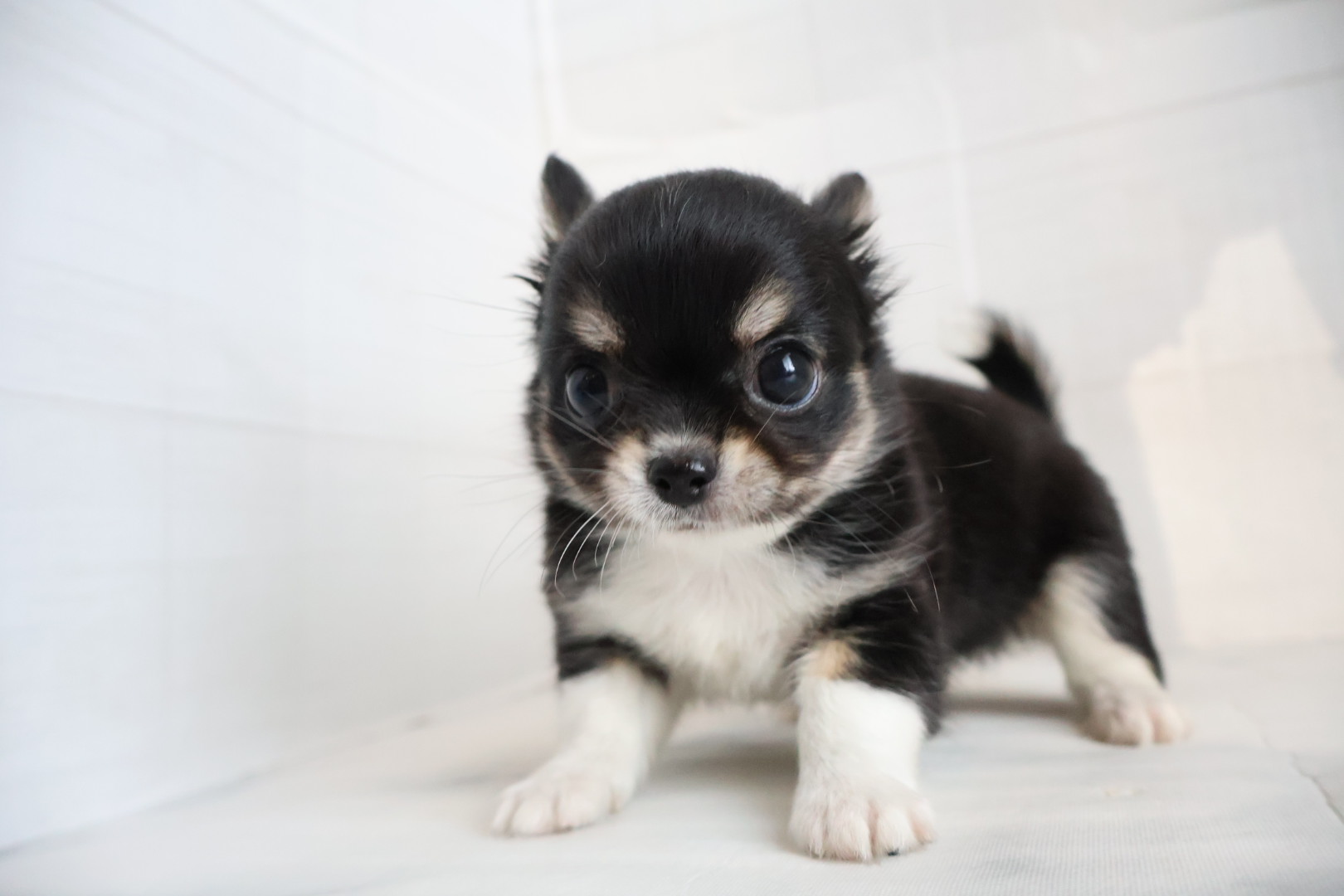 ロングコートチワワ ブラックタンホワイトの子犬｜佐賀 | ペッツメイトモラージュ佐賀店