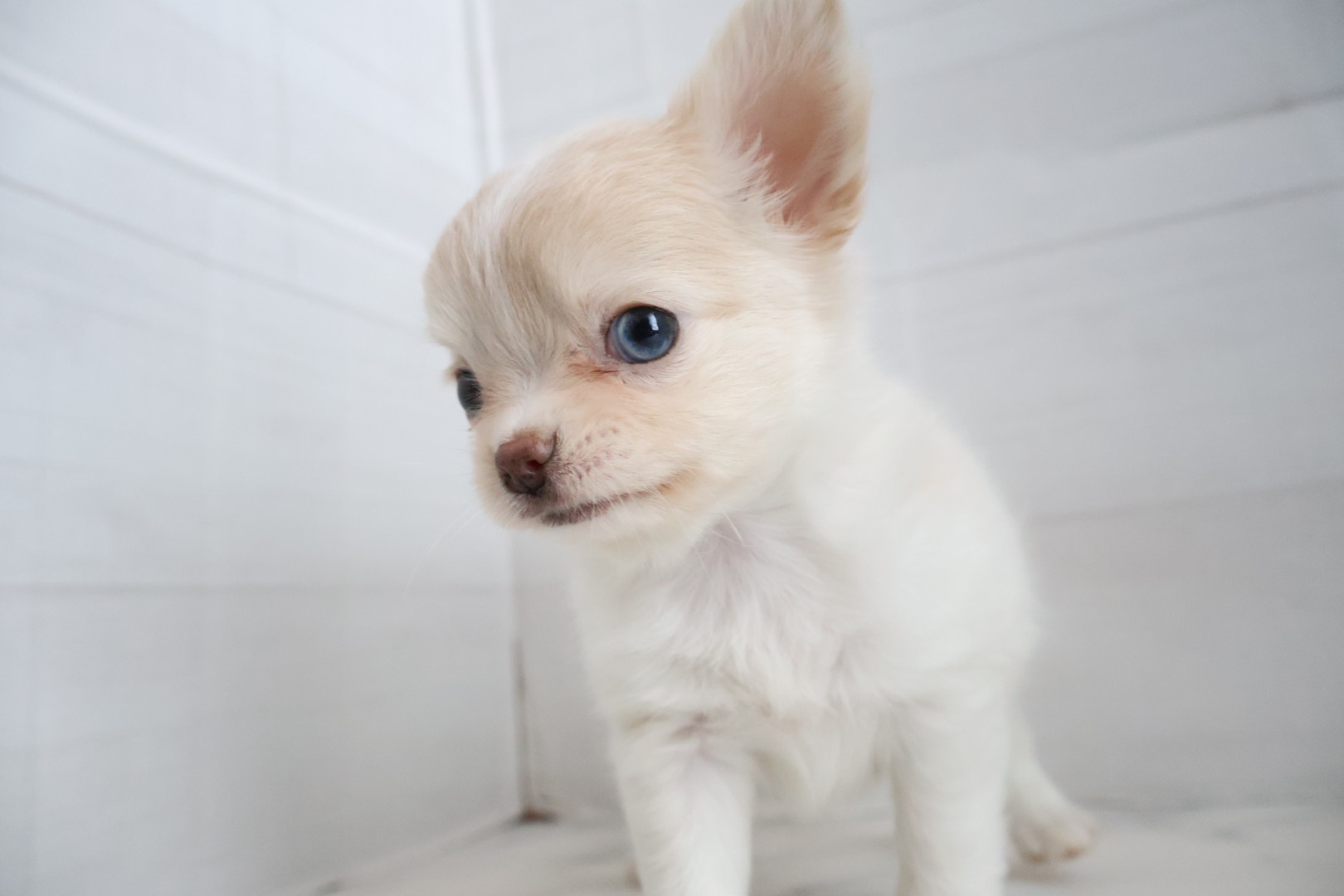 ロングコートチワワ クリームの子犬｜佐賀 |ペッツメイト佐賀店