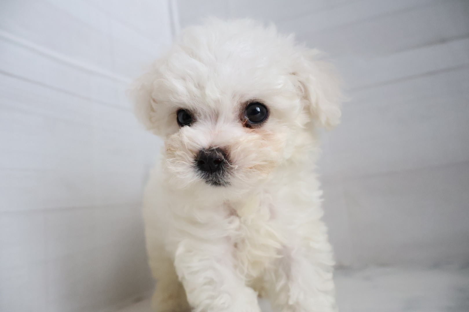 ビションフリーゼ ホワイトの子犬｜福岡 |ペットアミ筑後店