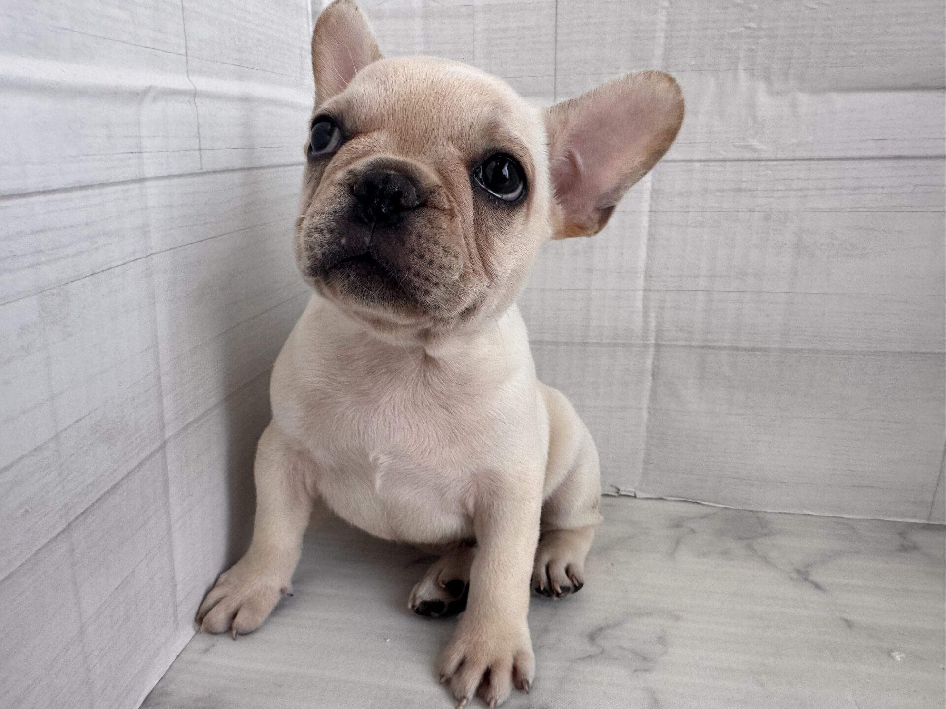 フレンチブルドッグ クリームの子犬｜宮崎 | ペッツメイト宮交シティ店
