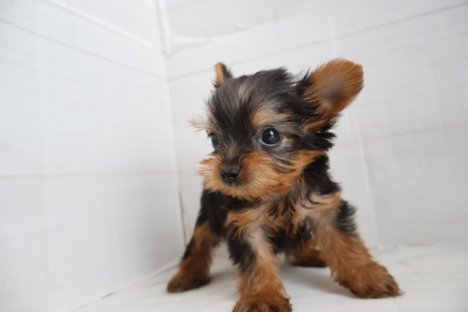 ヨークシャーテリア スチールブルータンの子犬｜宮崎 | ペッツメイトイオン都城店