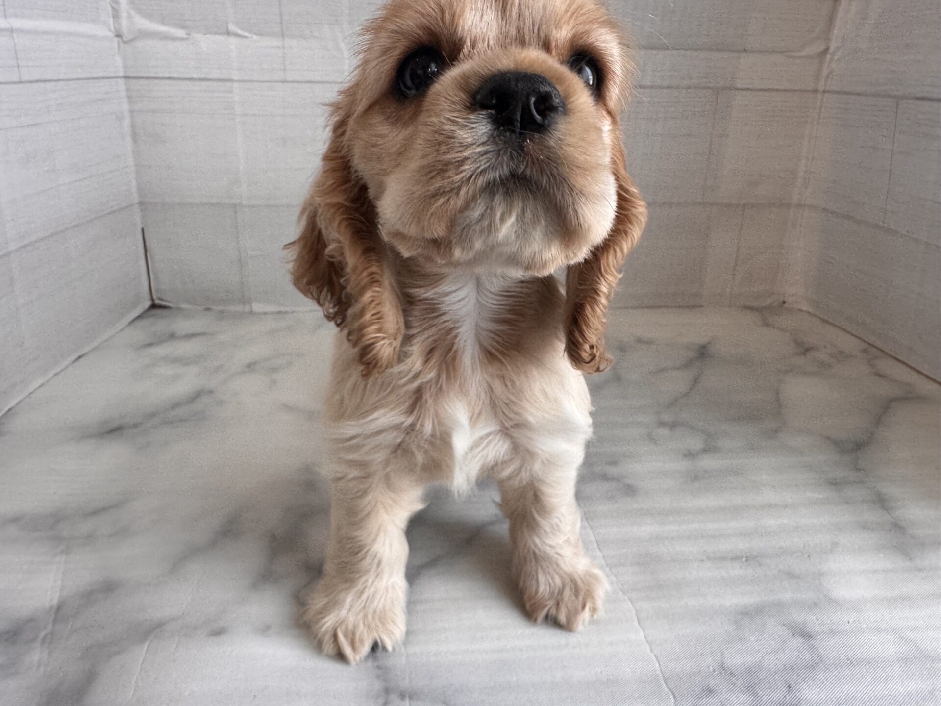 アメリカン・コッカー・スパニエル バフの子犬｜福岡 |ペッツメイトイオン小郡店