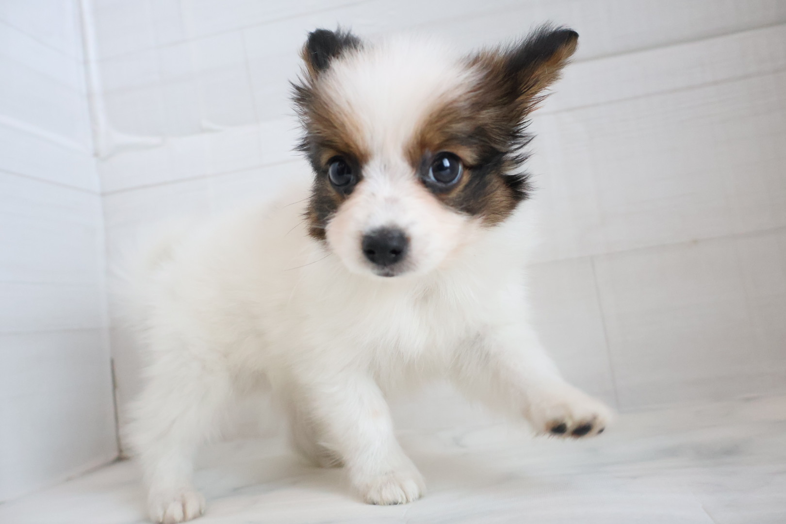 パピヨン ホワイトブラウンの子犬｜福岡 |ペッツメイトイオン乙金店