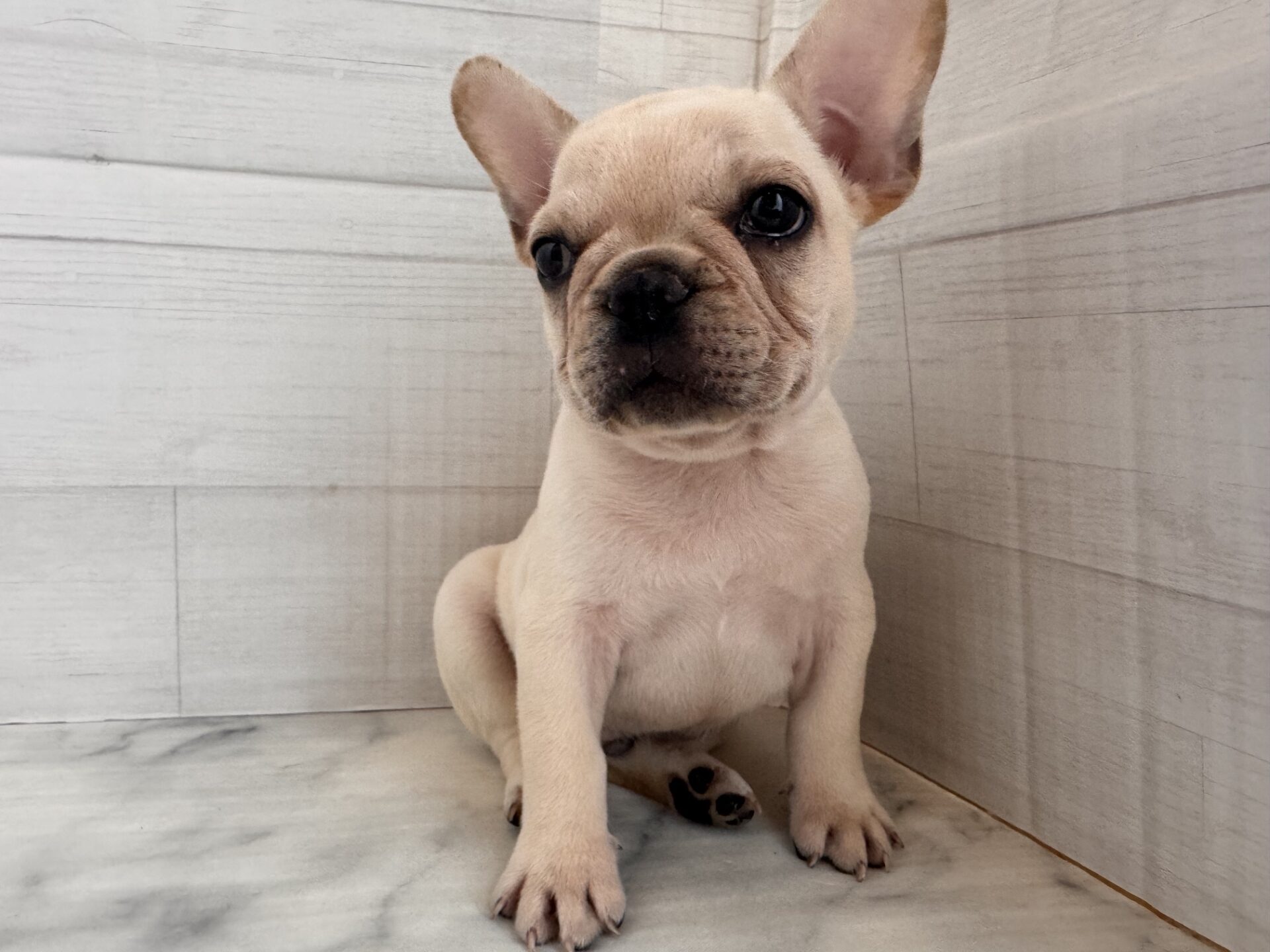 フレンチブルドッグ クリームの子犬｜宮崎 | ペッツメイト宮交シティ店