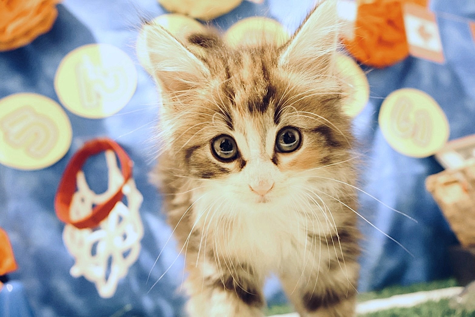 ノルウェージャン・フォレスト・キャット キャリコの子猫｜佐賀 |ペッツメイト佐賀店
