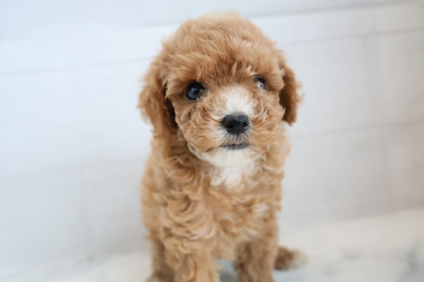 トイプードル アプリコットの子犬｜宮崎 | ペッツメイト宮交シティ店