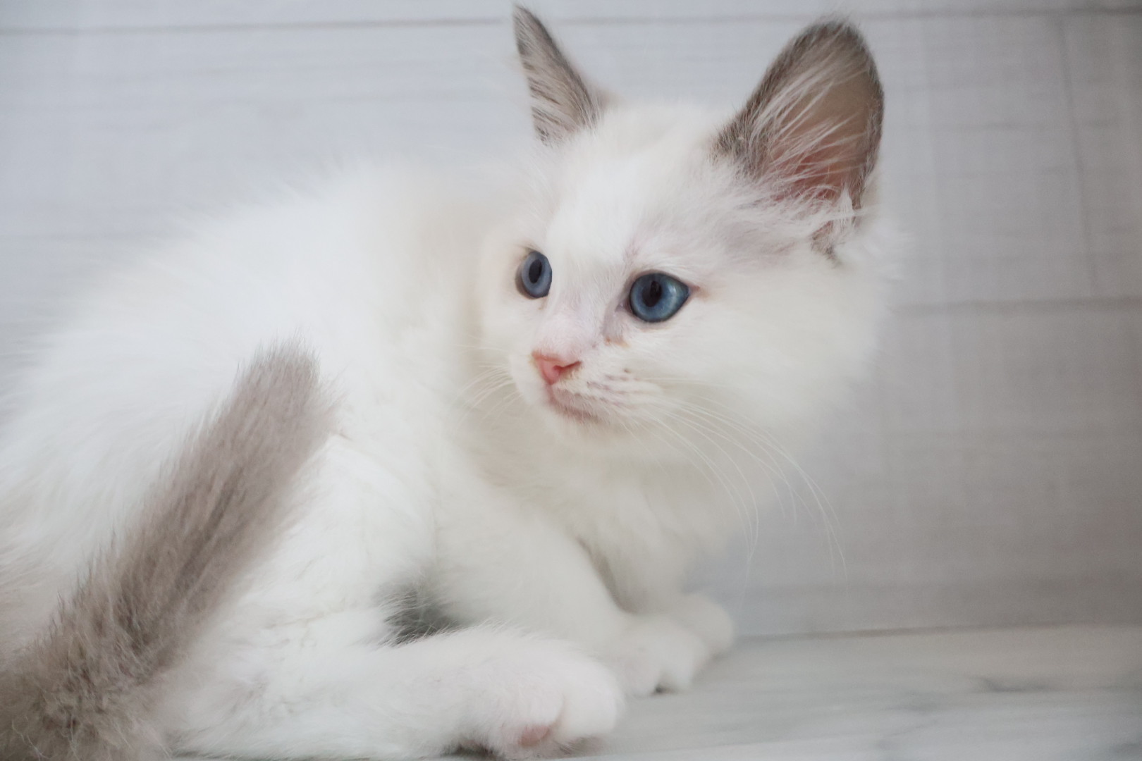 ラグドール ブルーポイントバイカラーの子猫｜宮崎 | ペッツメイトイオン都城店