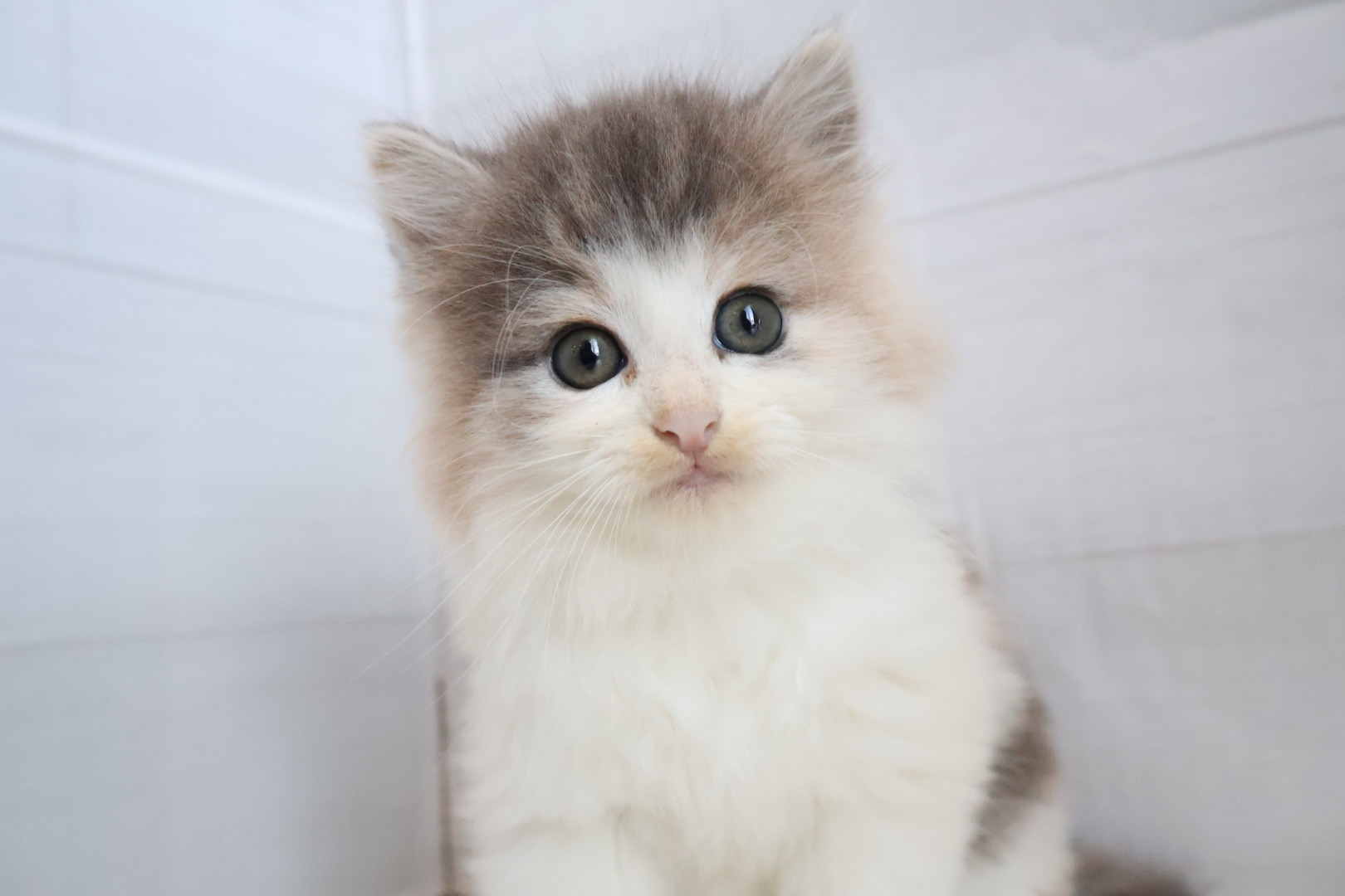 ノルウェージャンフォレストキャット ブルーパッチドタビーホワイトの子猫｜福岡 | ペッツメイト天神大名店
