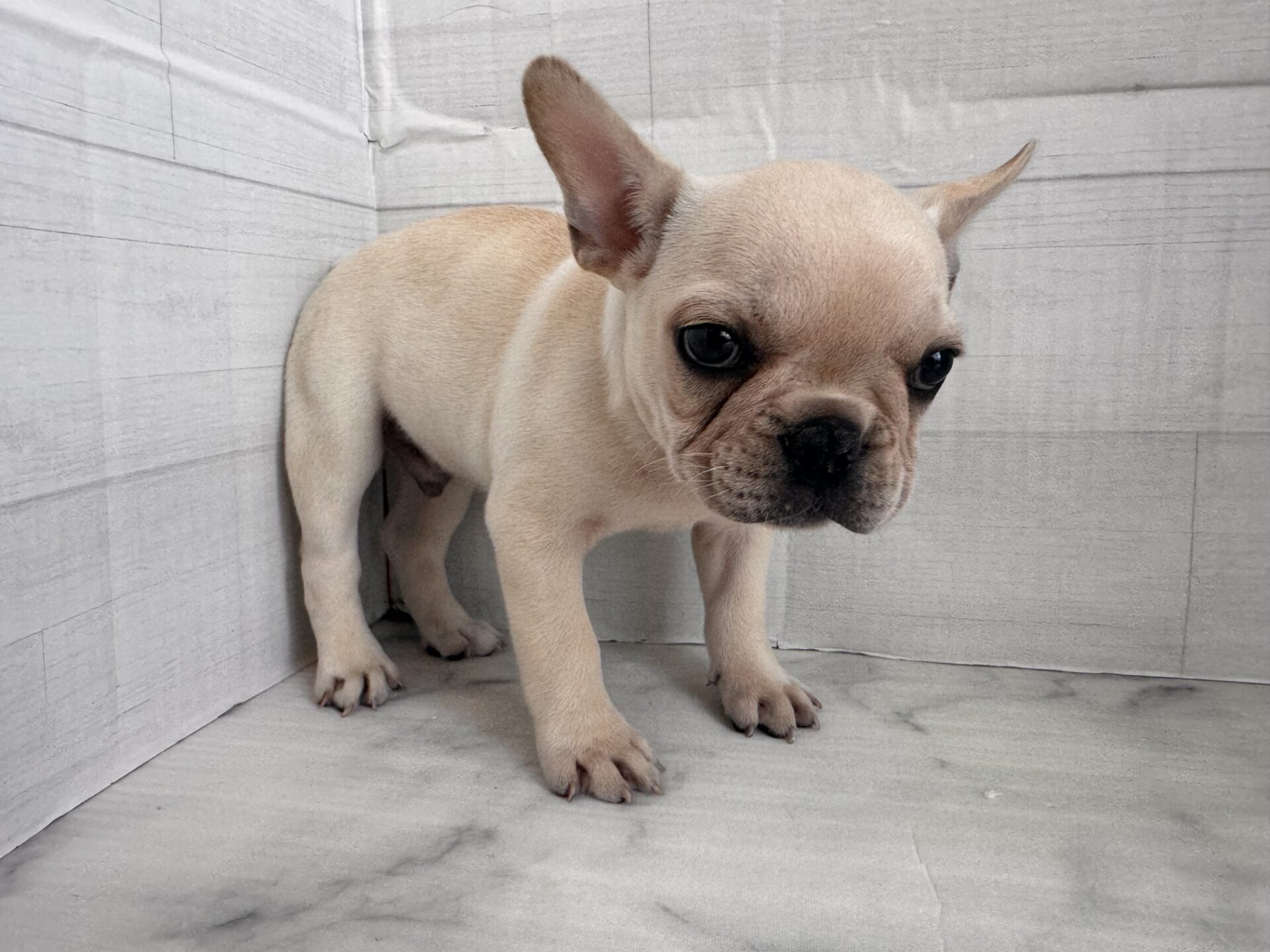 フレンチブルドッグ クリームの子犬｜宮崎 | ペッツメイト宮交シティ店