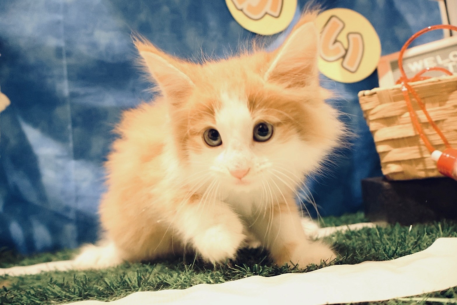 ノルウェージャン・フォレスト・キャット レッドタビーホワイトの子猫｜福岡 |ペッツメイトイオン乙金店
